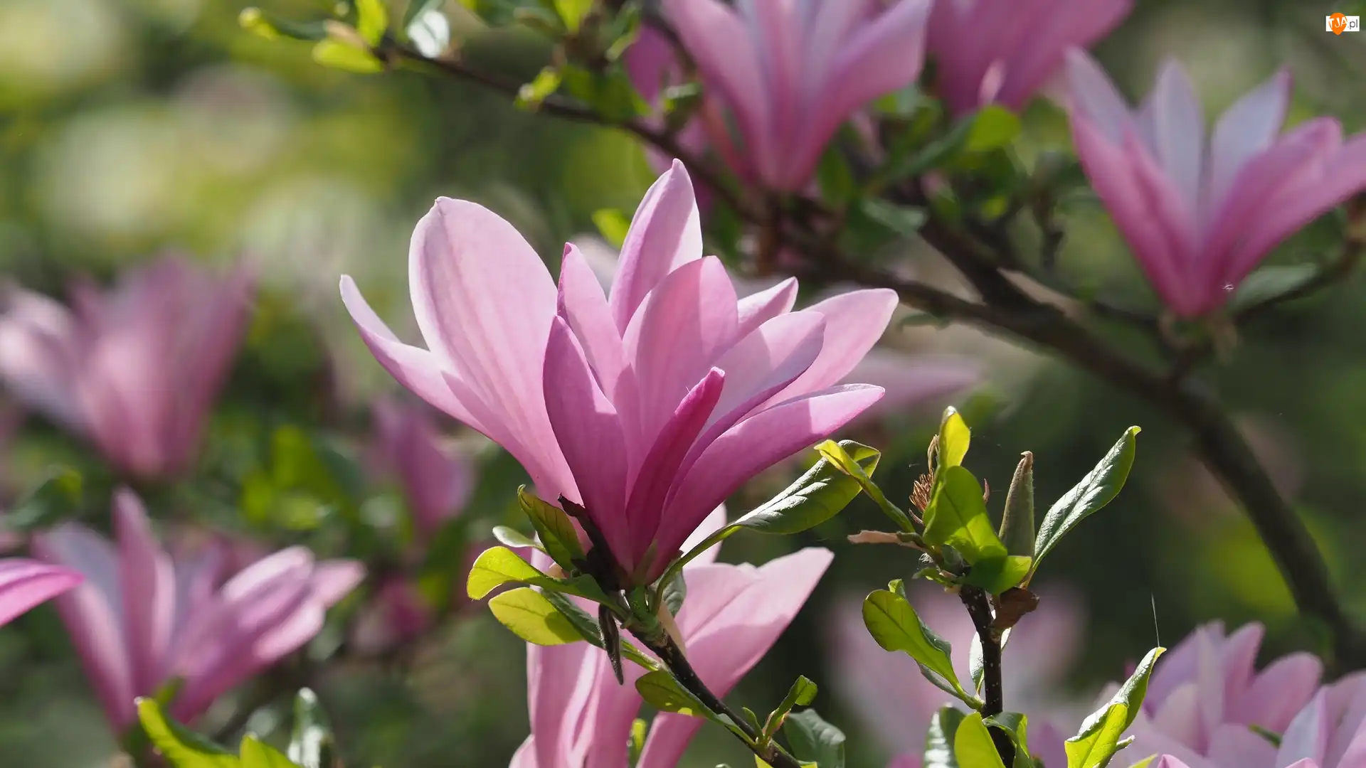 Zbliżenie, Różowe, Magnolie, Liście