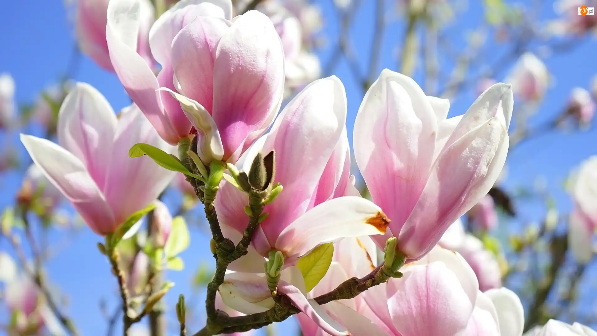 Gałązki, Różowe, Kwiaty, Magnolie