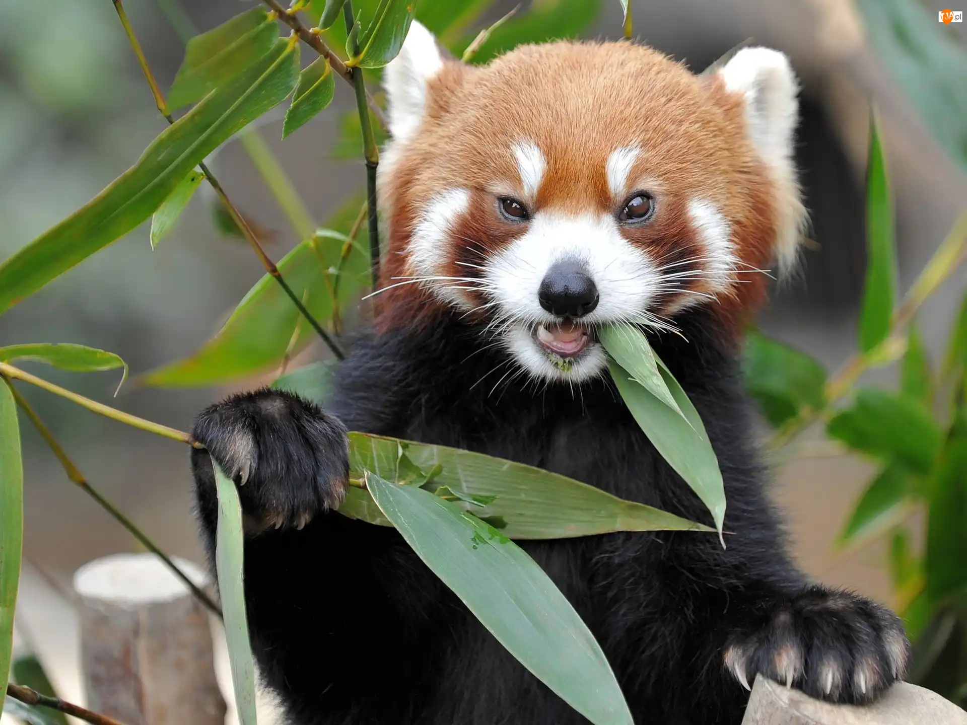 Pandka ruda, Panda, Czerwona, Liście