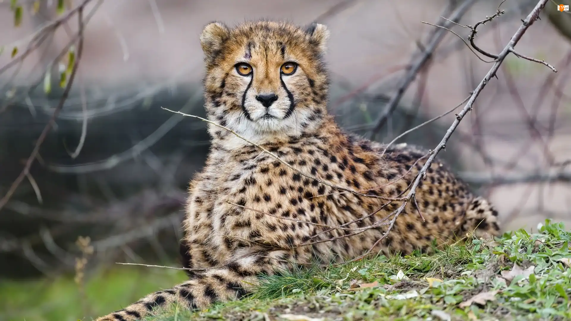 Gałęzie, Gepard