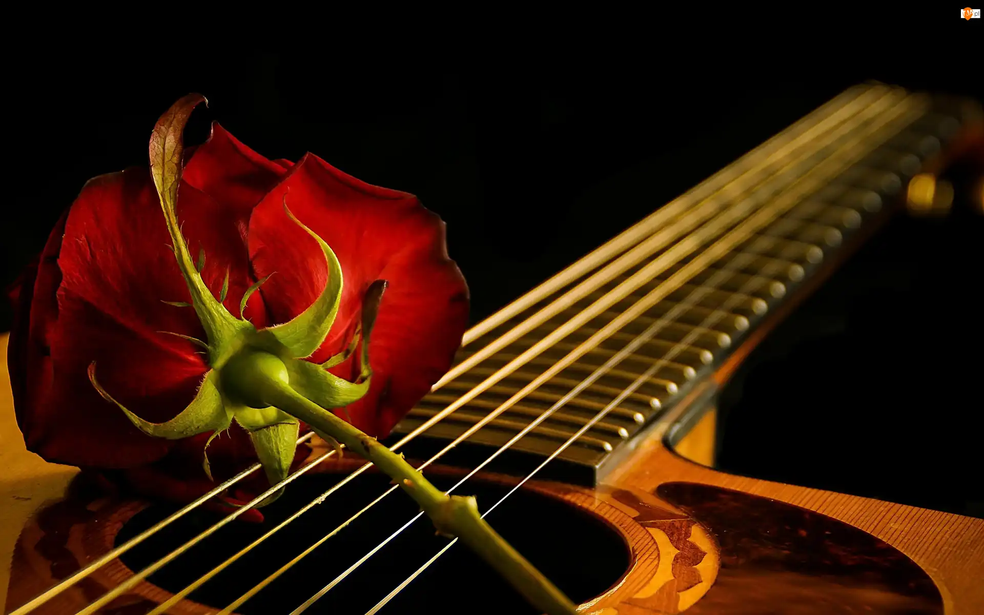 Róża, Tło, Czerwona, Gitara, Czarne