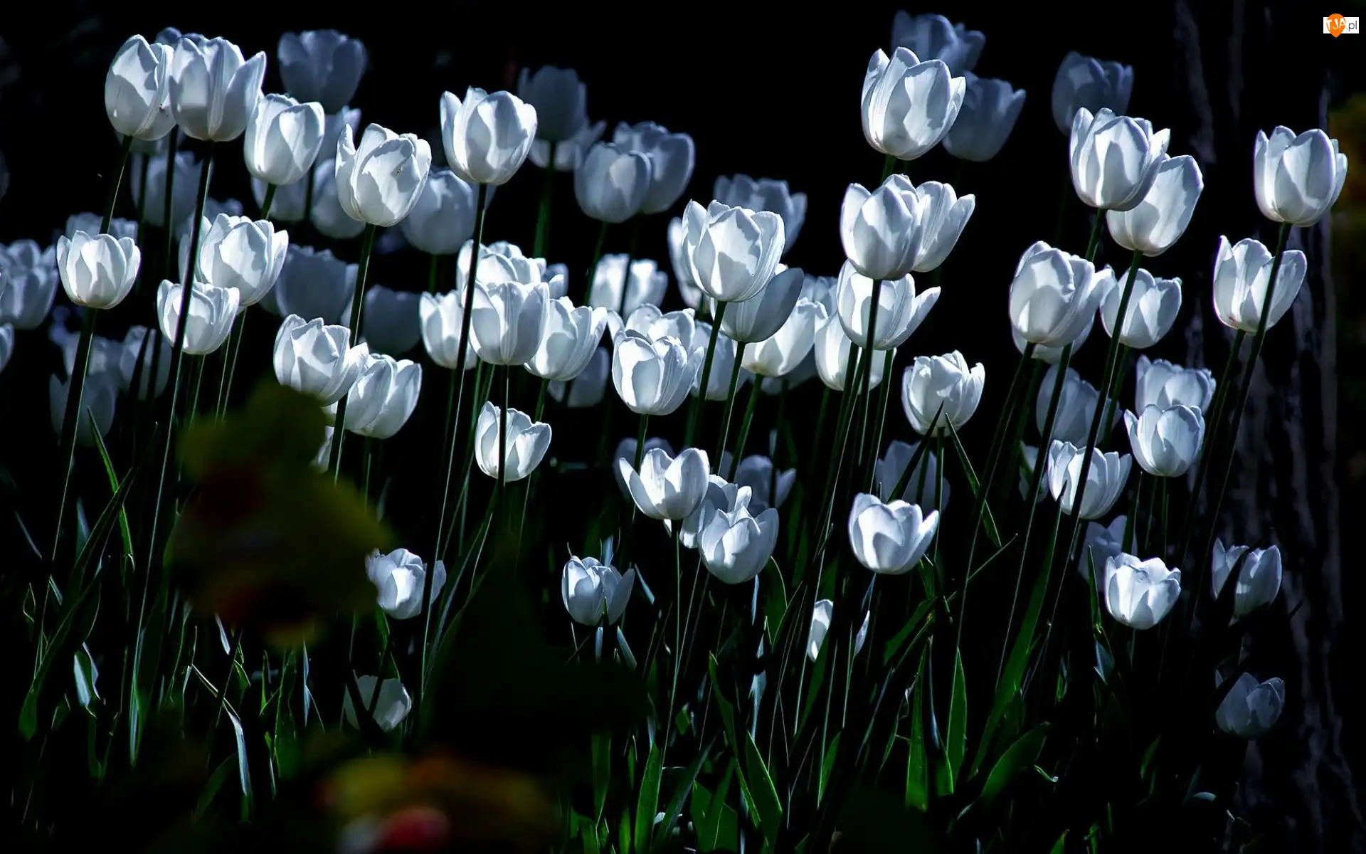 Tulipany, Białe