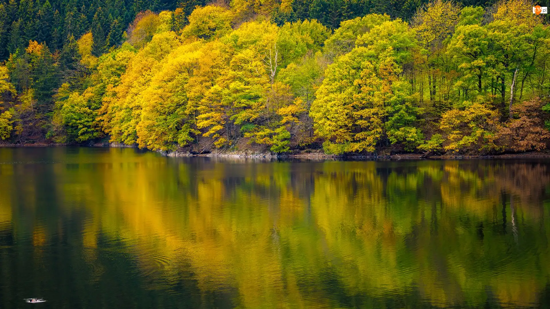 Odbicie, Jezioro, Jesień, Drzewa