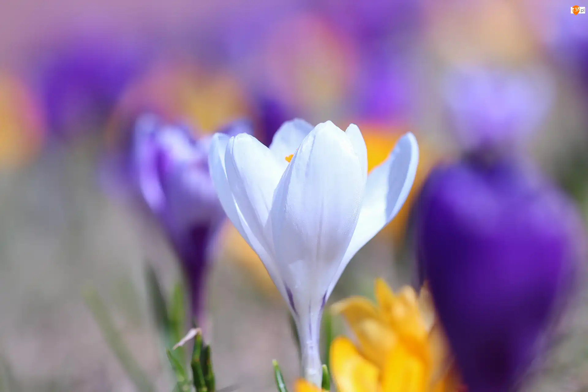Kwiat, Biały, Rozwinięty, Krokus