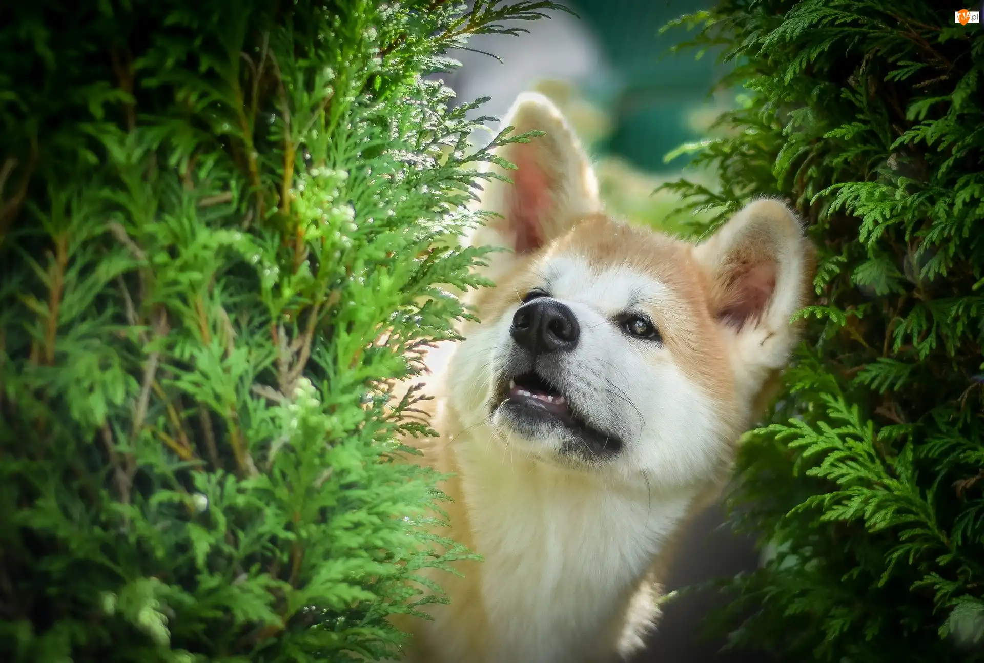Gałązki, Pies, Akita inu, Zielone