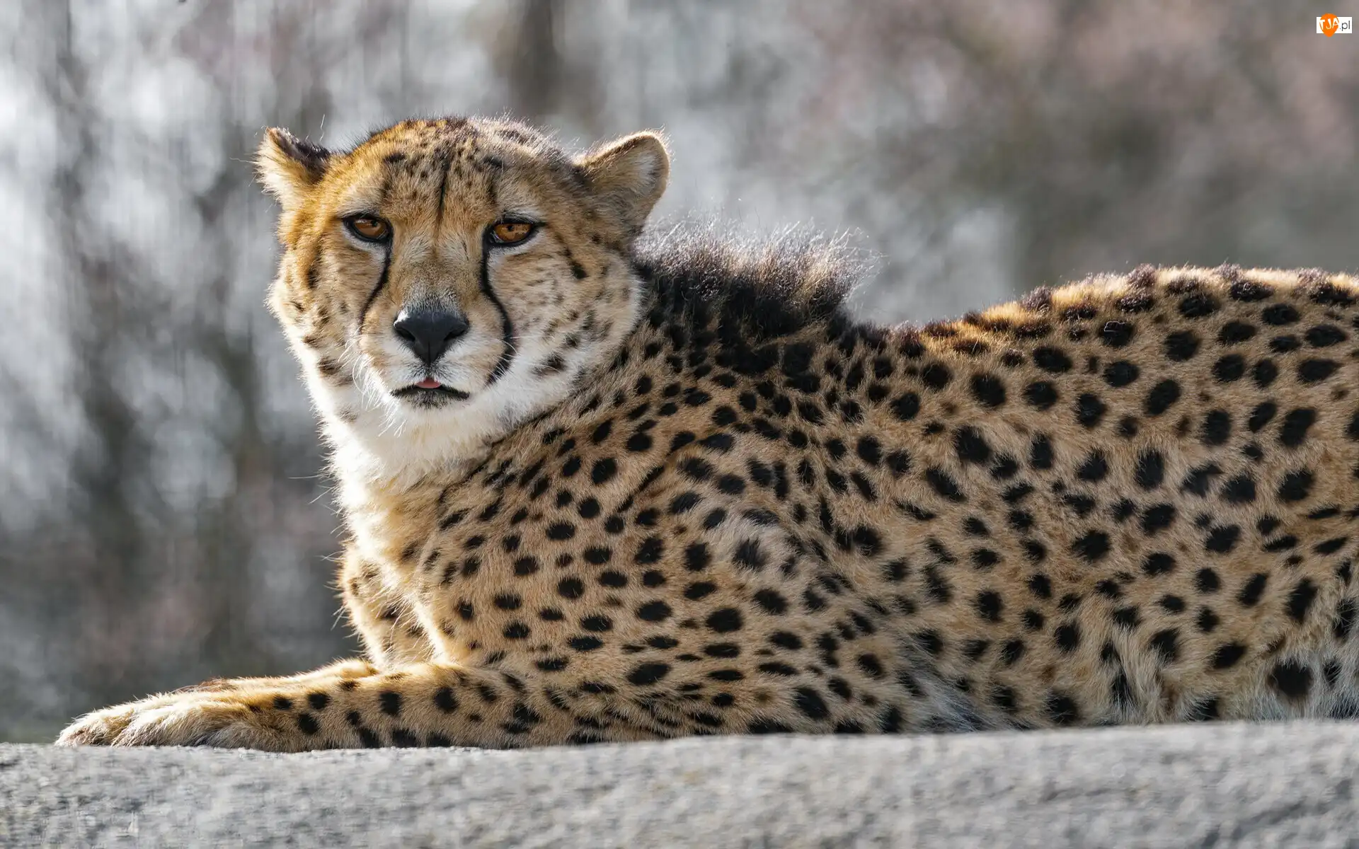 Murek, Leżący, Gepard