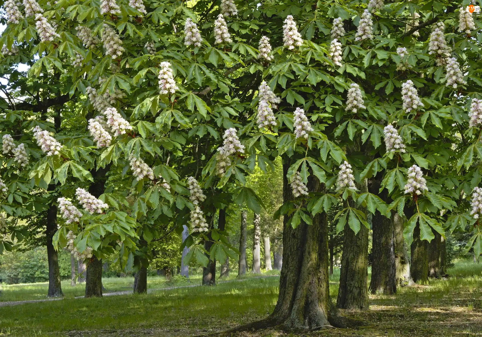 Kasztanowce, Wiosna, Park, Kwitnące