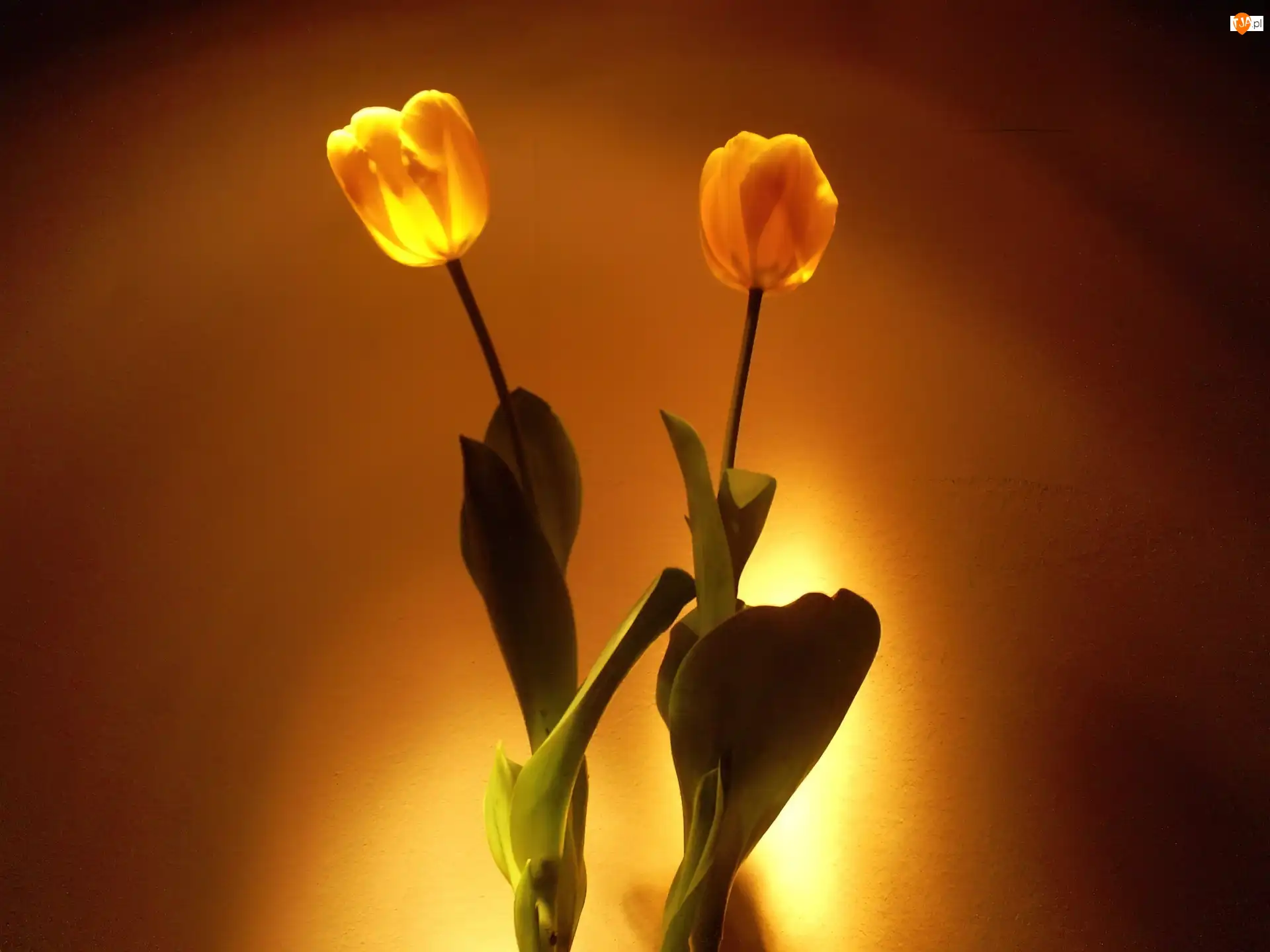 Tulipany, Dwa, żółte