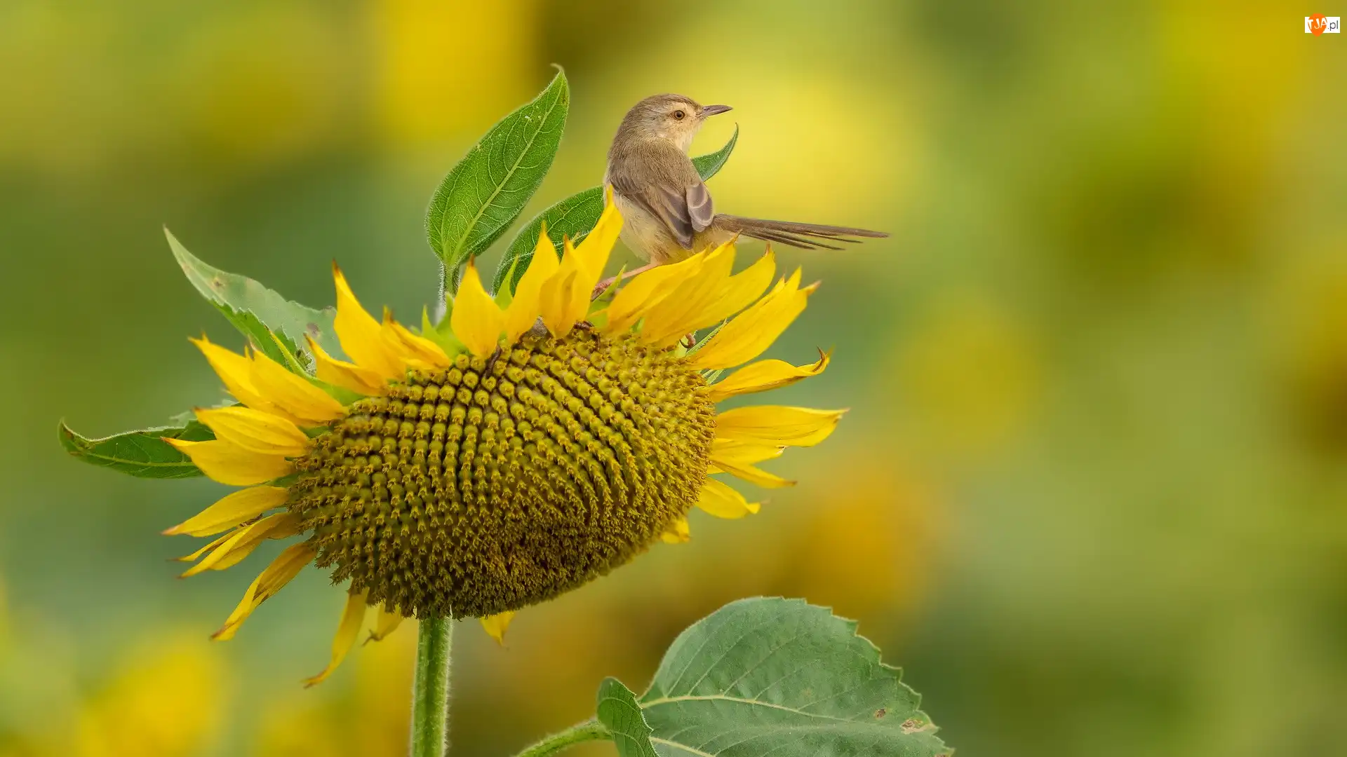 Słonecznik, Ptak, Prinia, Kwiat