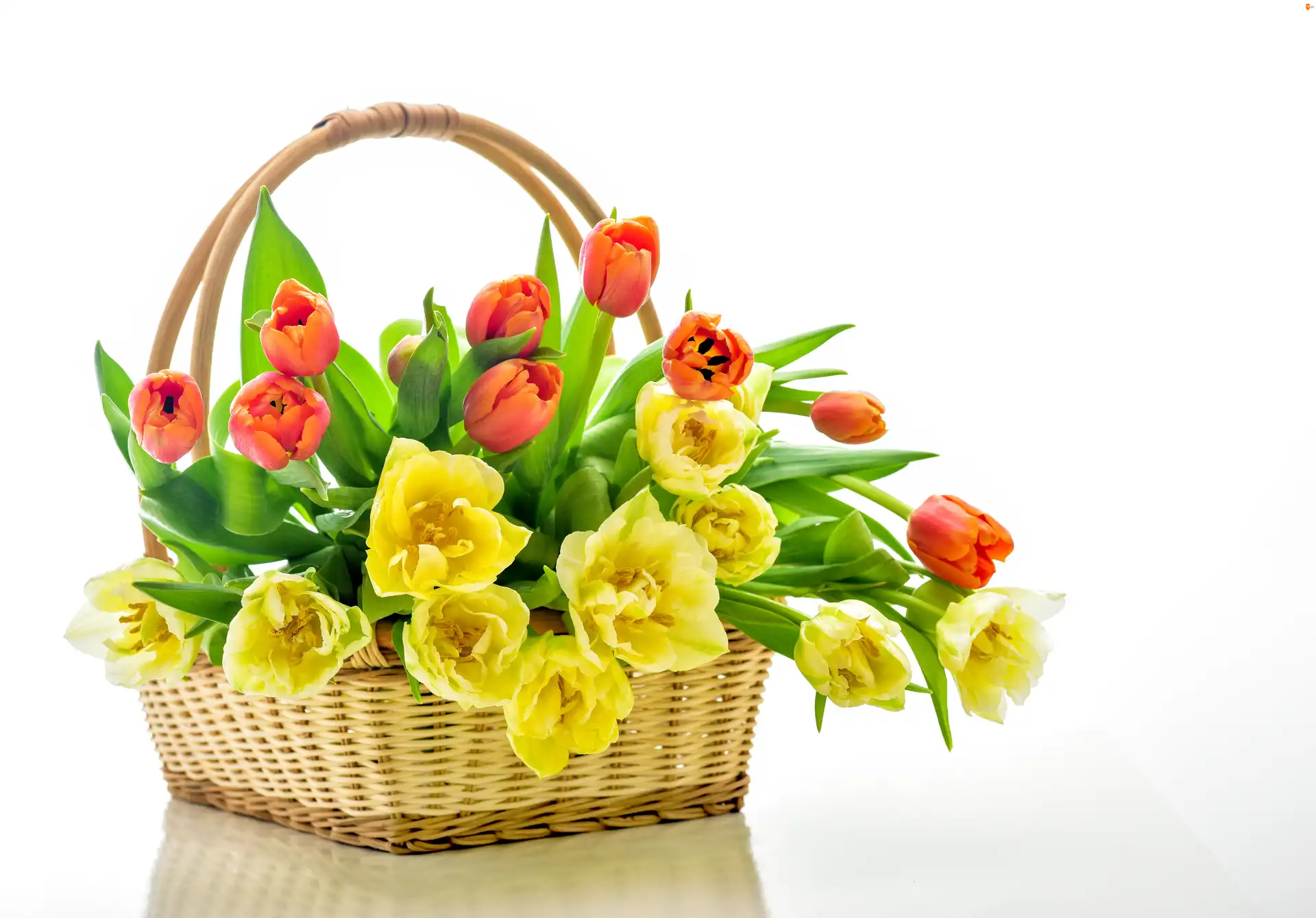Koszyk, Tulipany