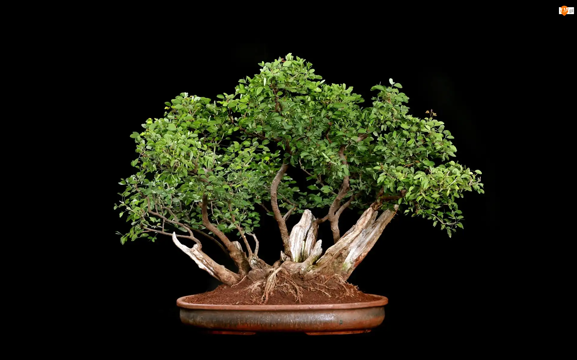 Tło, Drzewko, Bonsai, Czarne