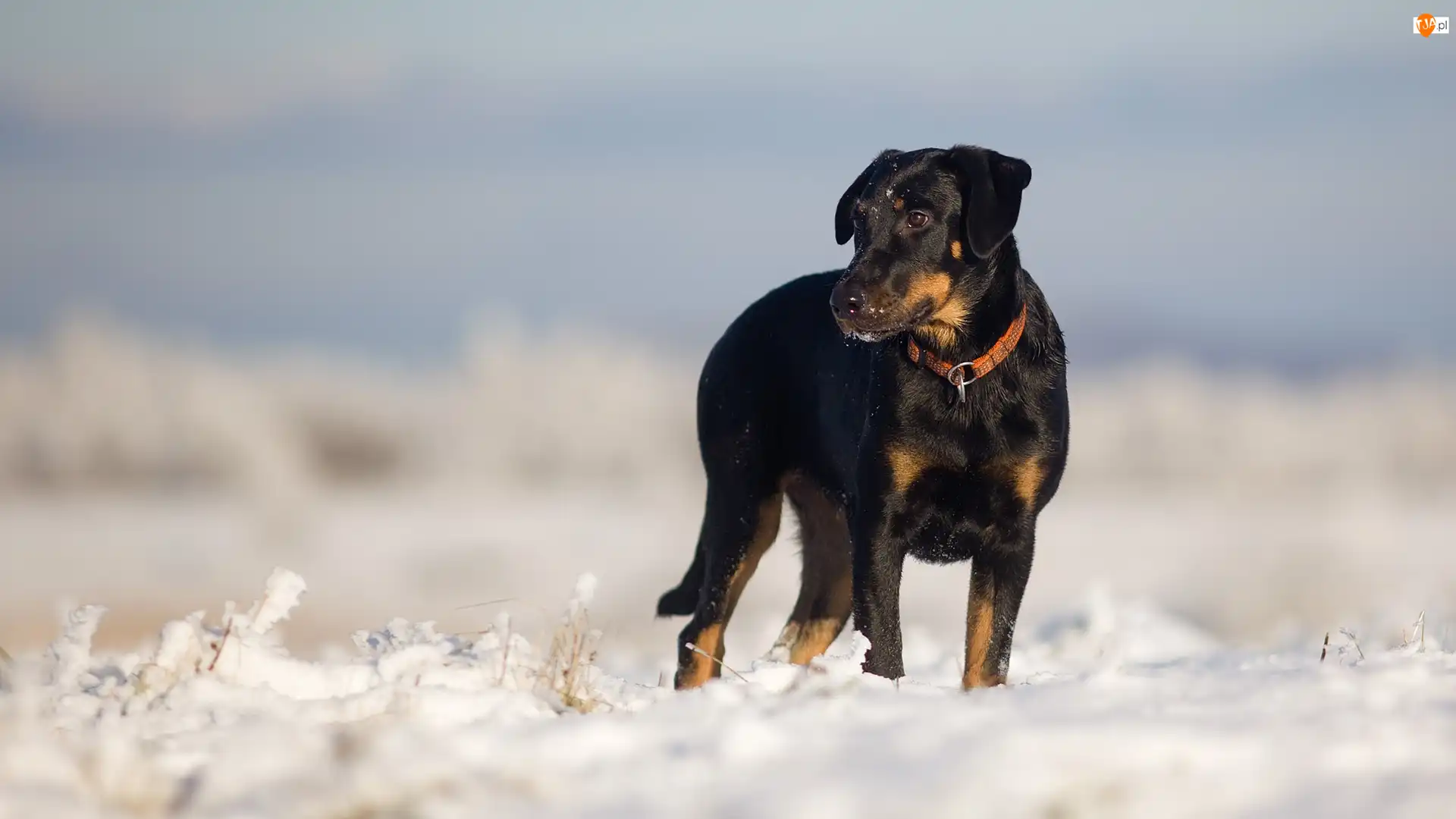 Śnieg, Pies, Owczarek francuski Beauceron