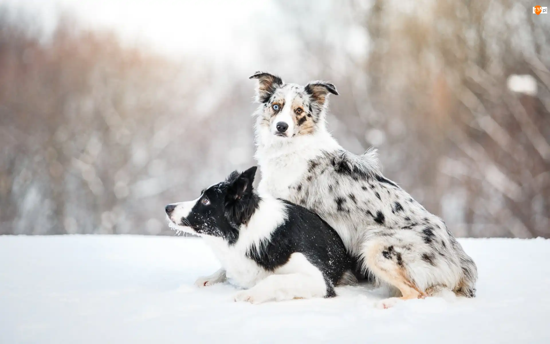 Border collie, Śnieg