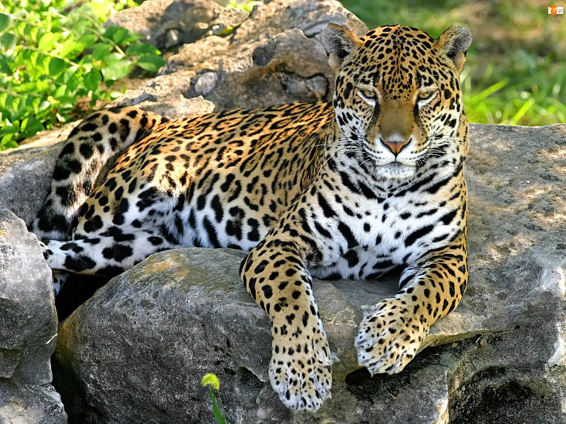 Jaguar, Skały
