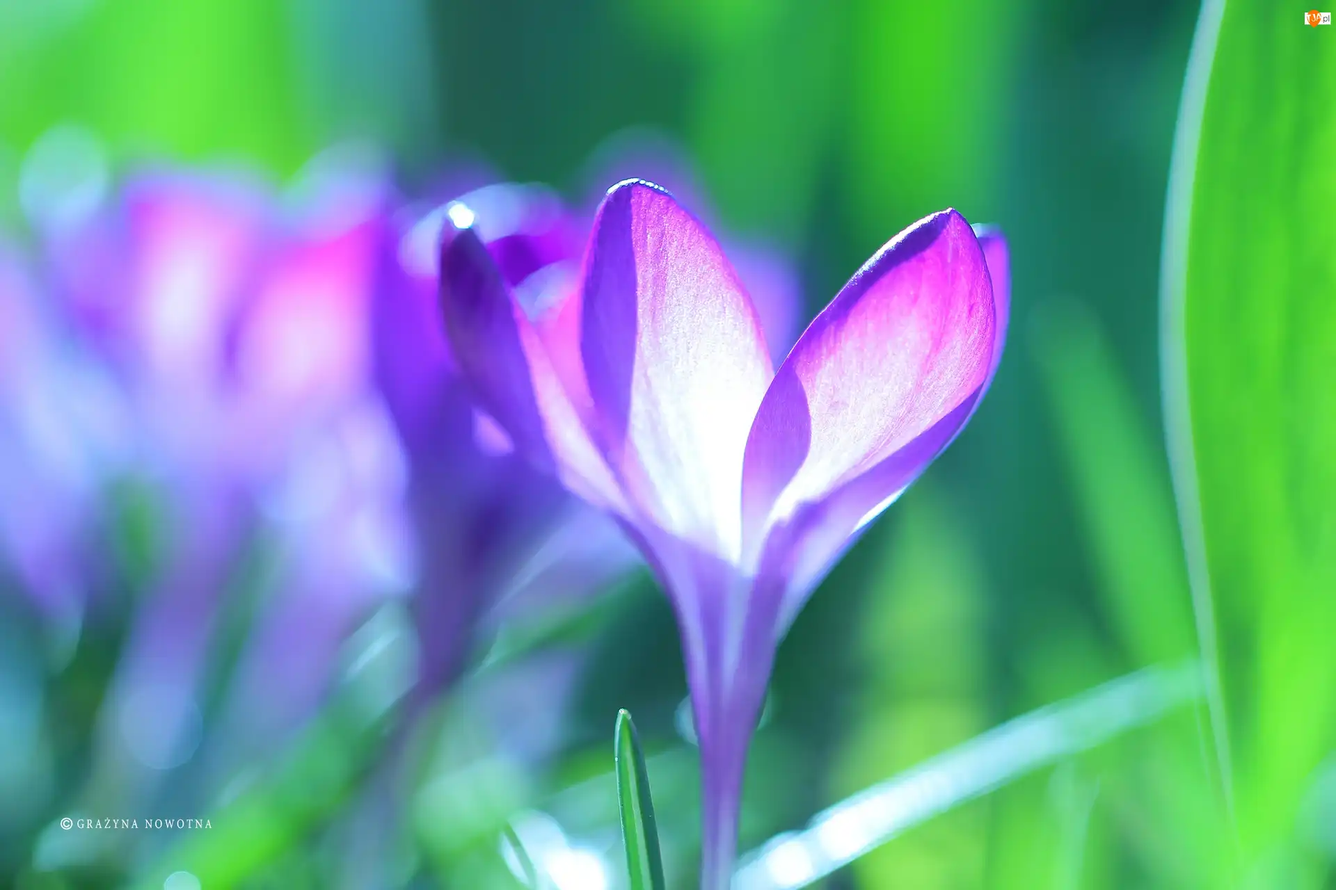 Kwiat, Fioletowy, Krokus