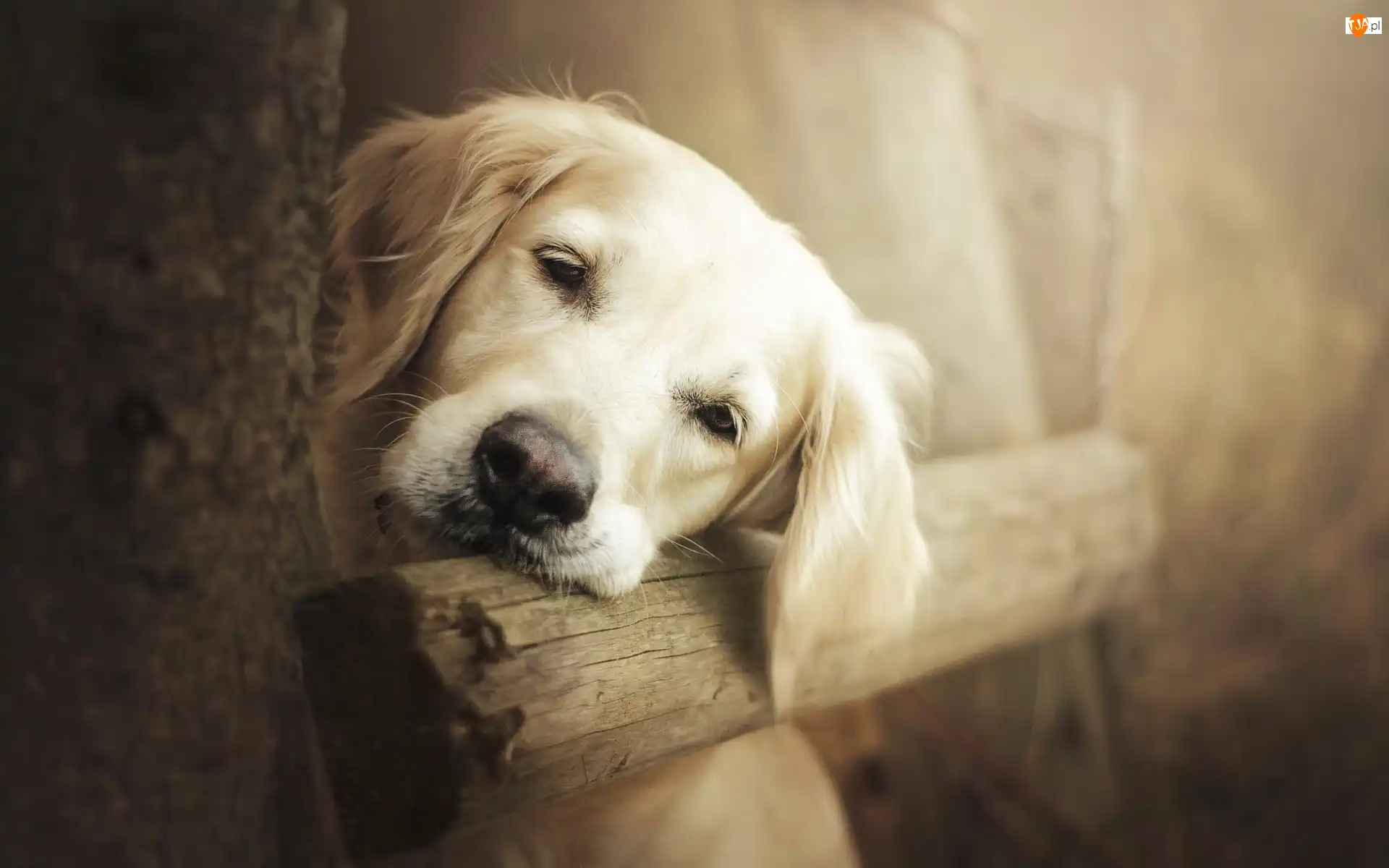 Golden retriever, Smutny