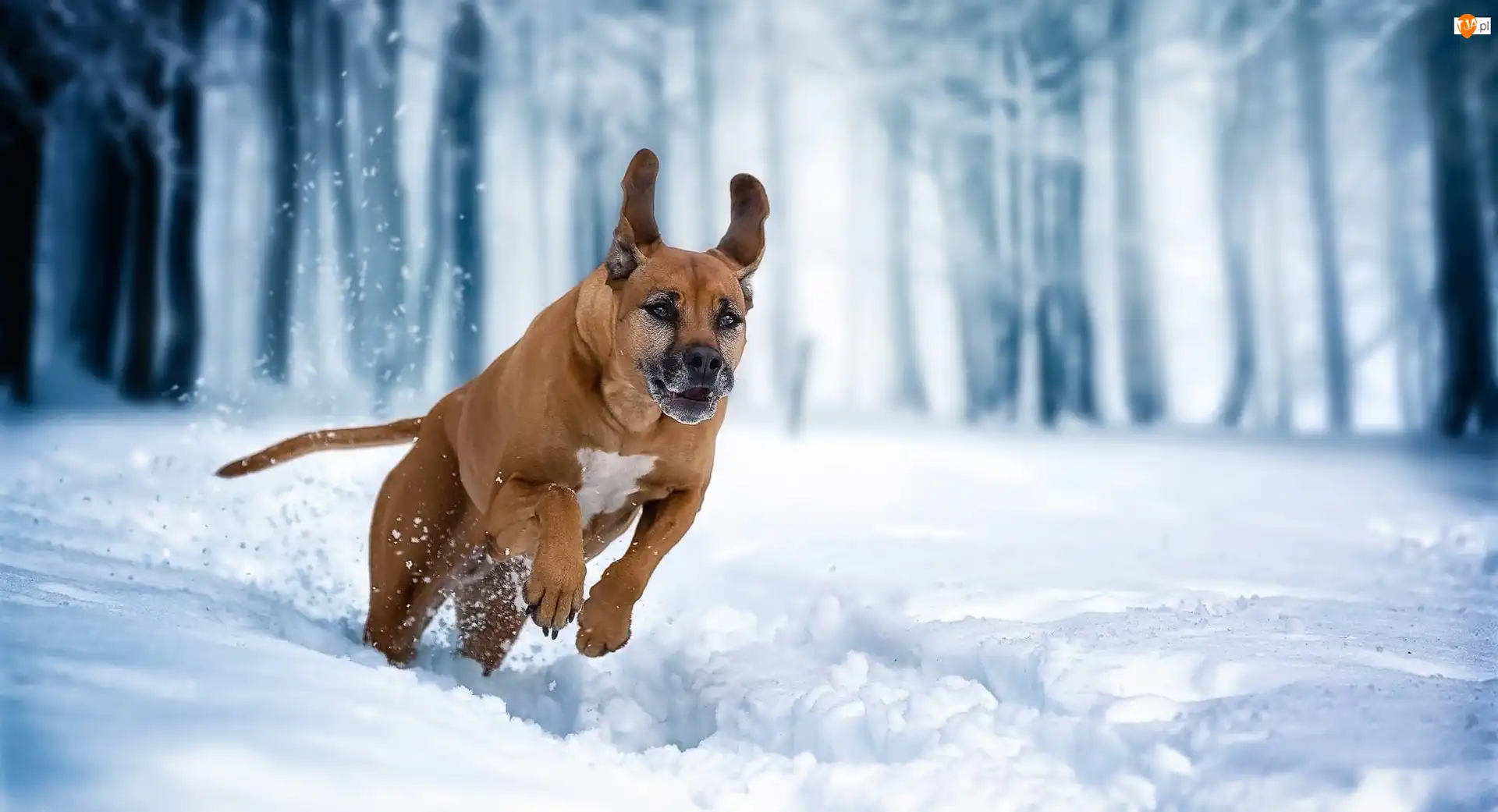 Śnieg, Pies, Rhodesian ridgeback, Zima