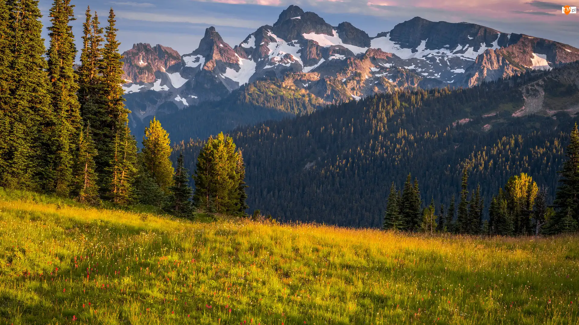 Drzewa, Łąki, Stany Zjednoczone, Góry, Stan Waszyngton, Park Narodowy Mount Rainier, Kwiaty