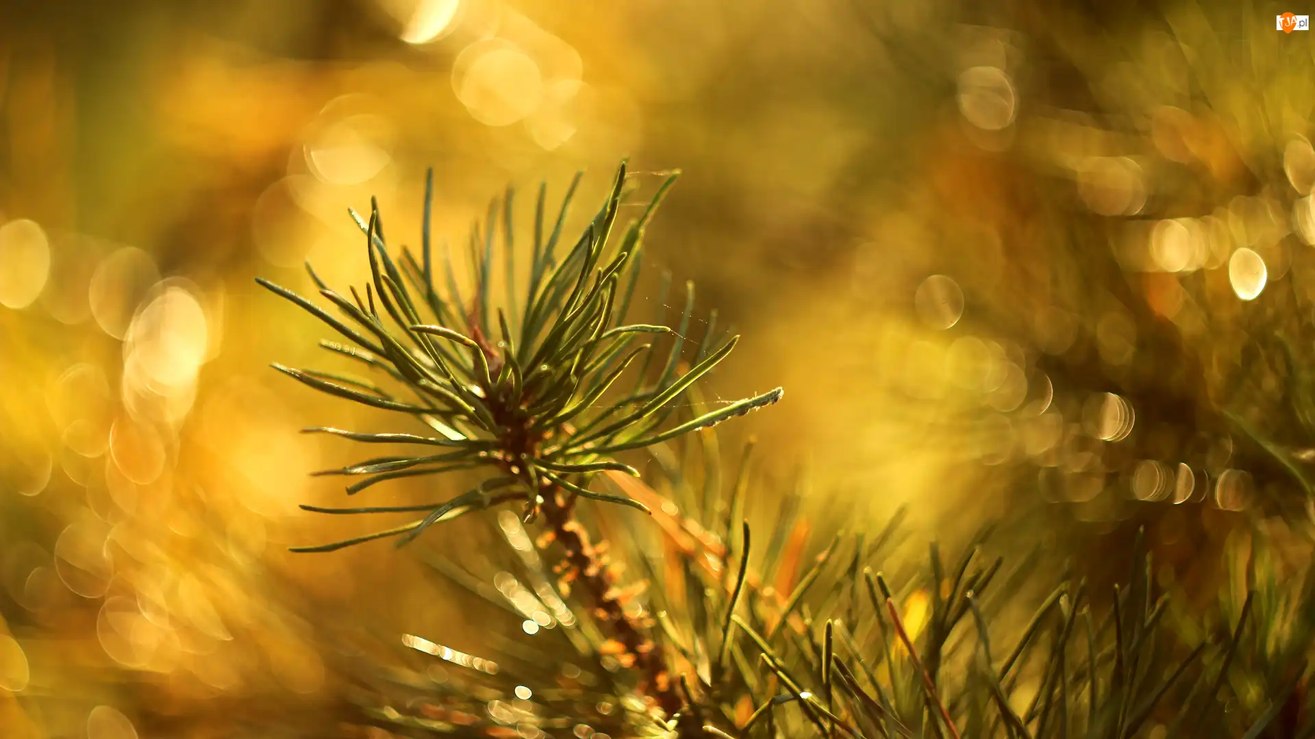 Bokeh, Sosna, Gałązka