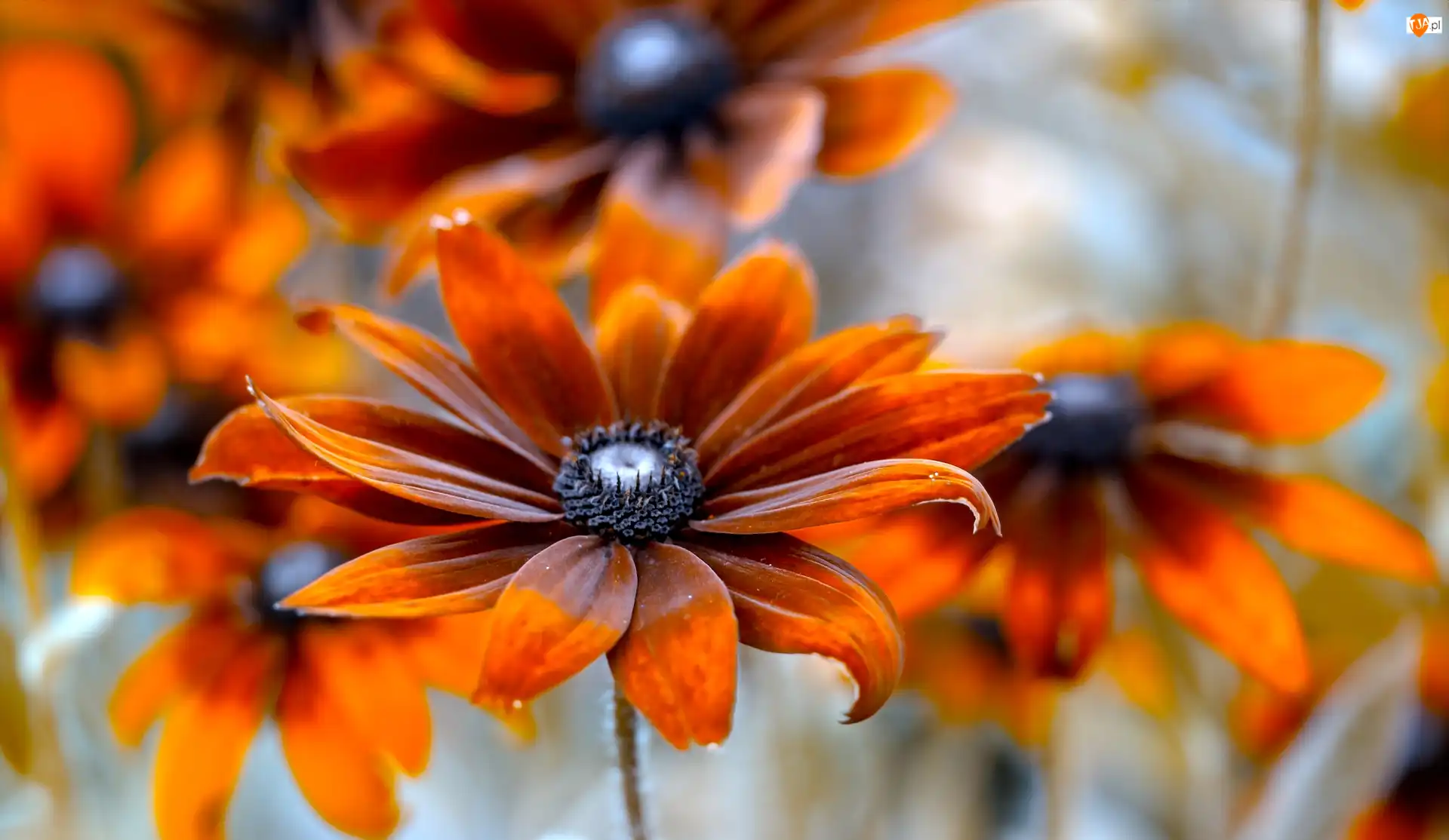 Rudbekia, Kwiat, Pomarańczowa