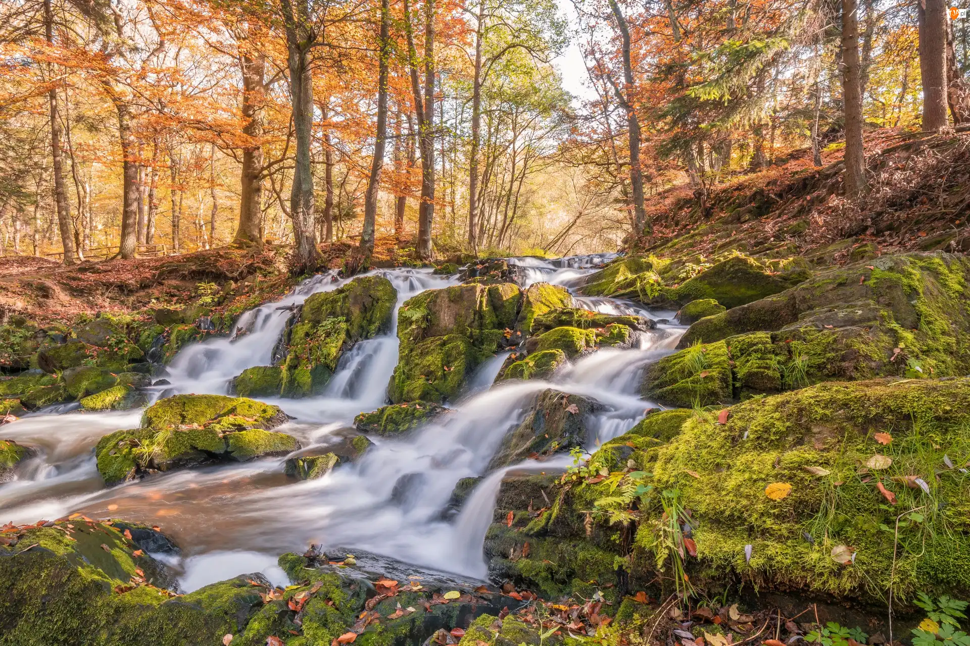 Kamienie, Miasto Harzgerode, Omszałe, Jesień, Las, Góry Harz, Rzeka Selke, Niemcy, Wodospad Selkefall