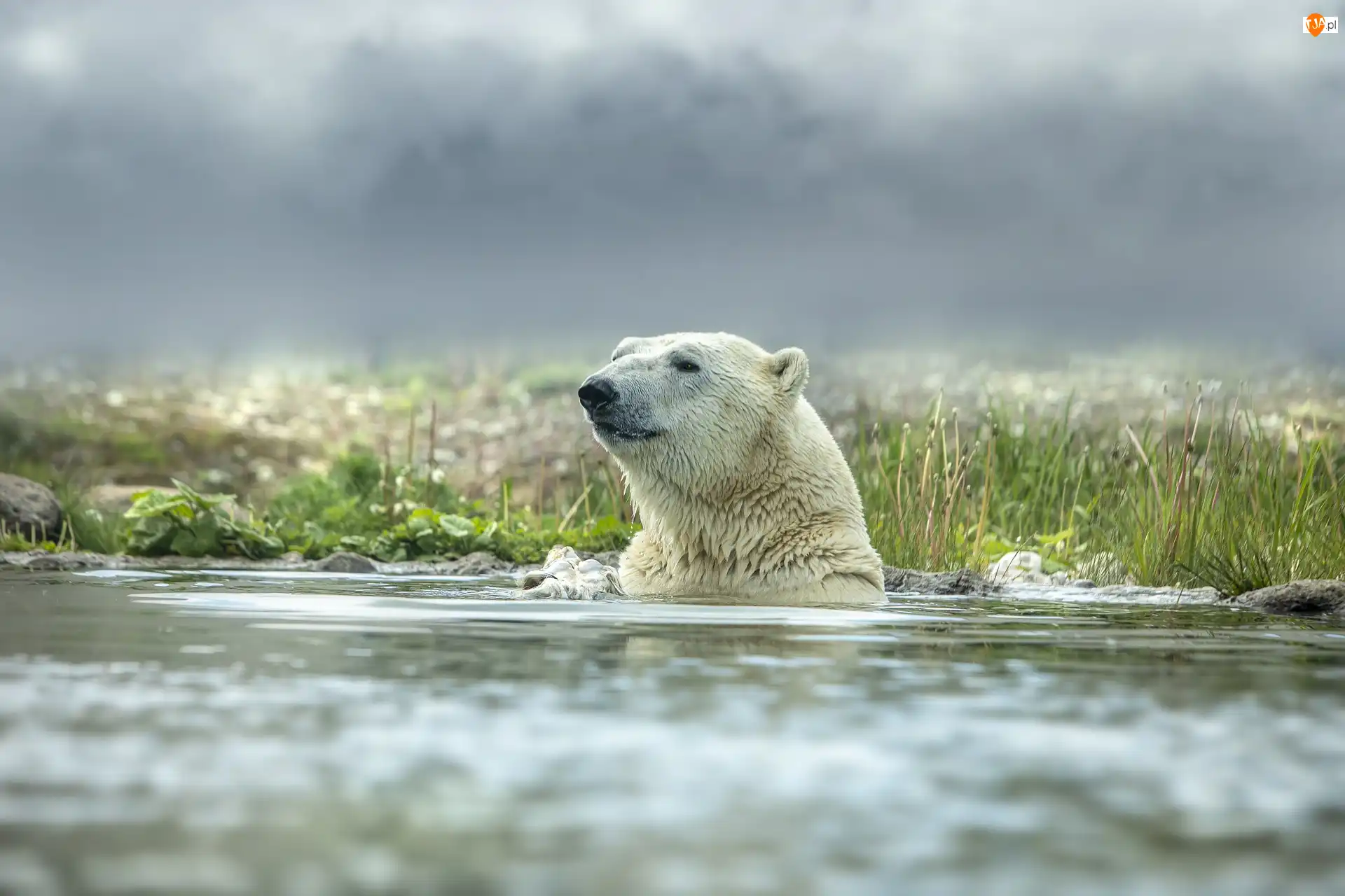 Kąpiel, Niedźwiedź polarny, Woda