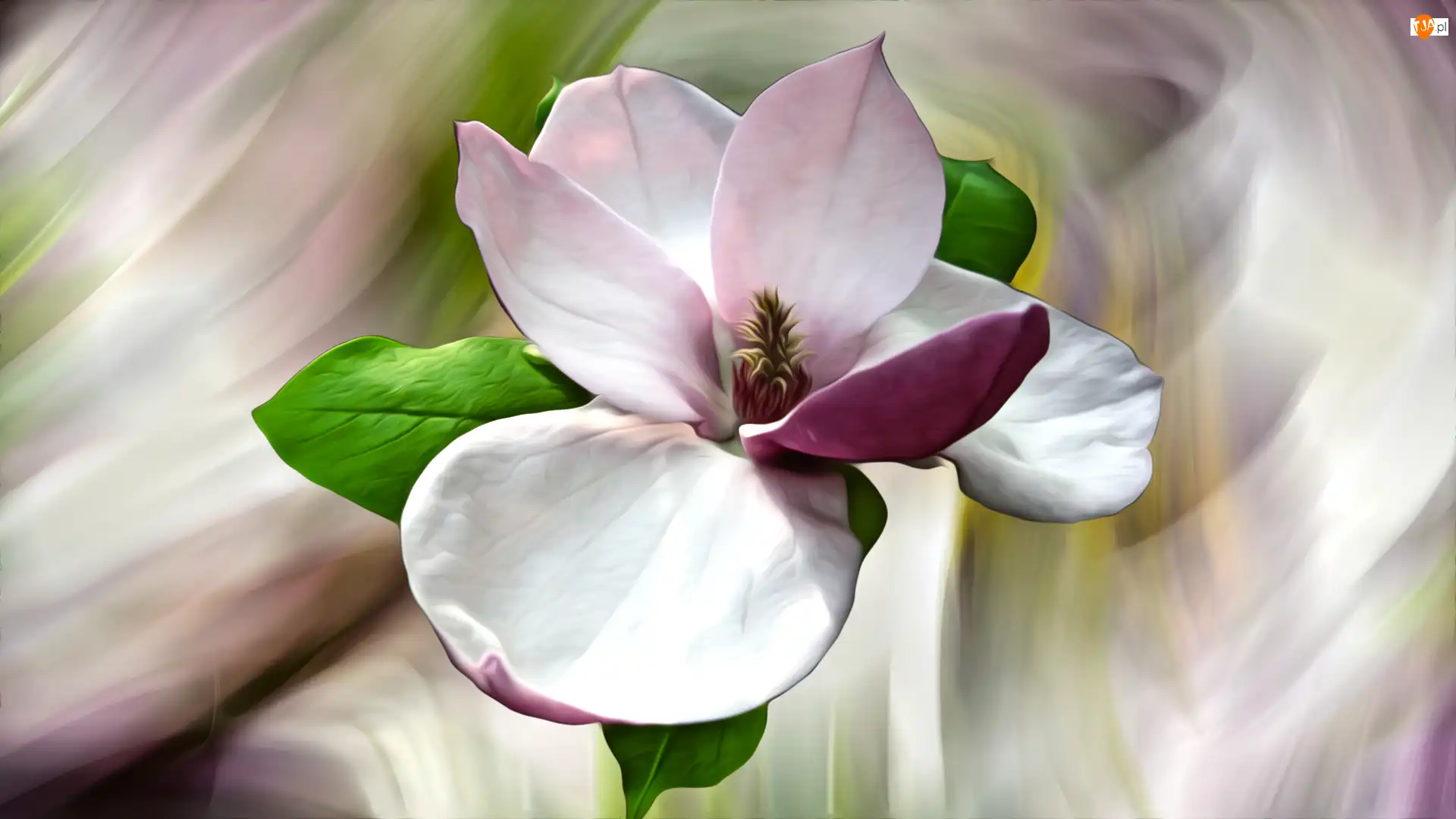Magnolia, Kolorowe tło, Kwiat, Różowy, Grafika