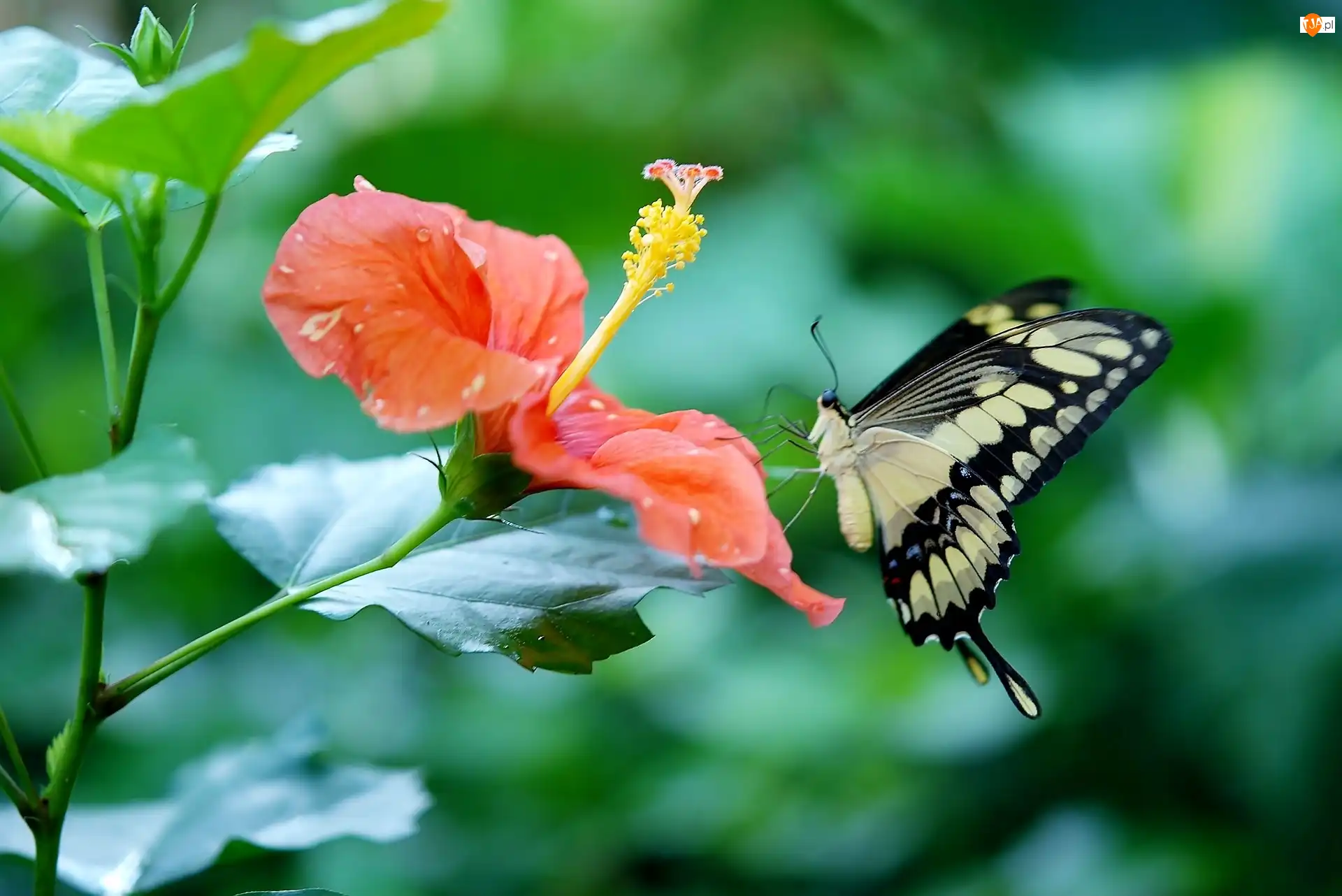 Paź królowej, Kwiat, Hibiskus, Motyl
