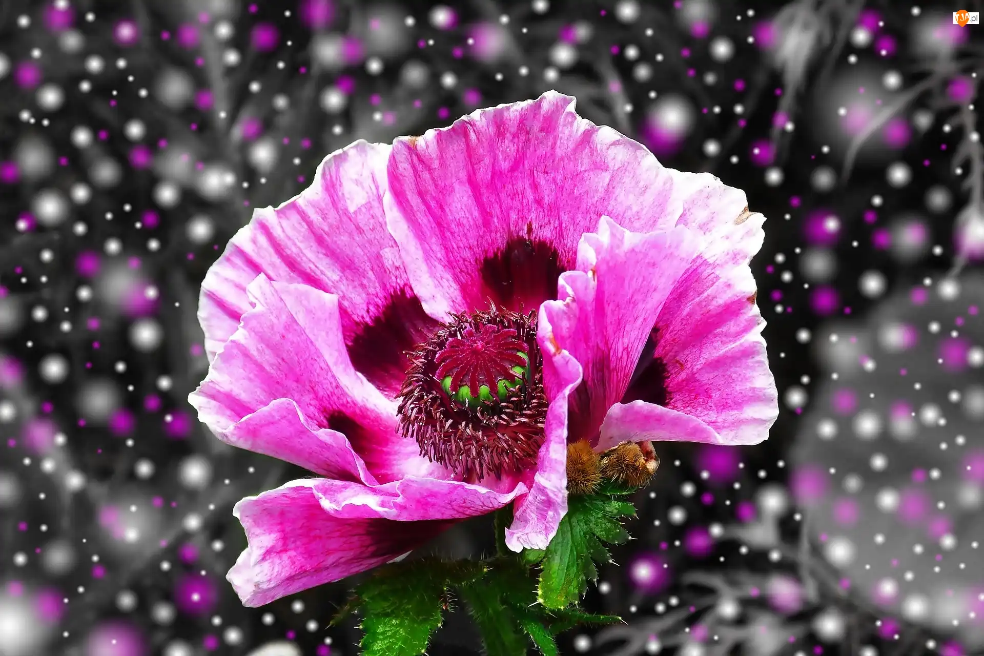Efekty, Makro, Mak, Purpurowy, Graficzne