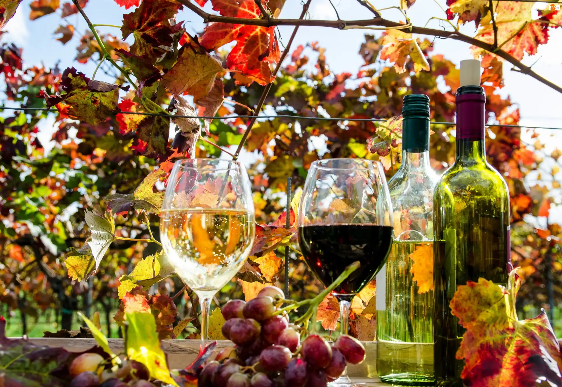 Białe, Czerwone, Winogrona, Wino, Liście, Butelki, Kieliszki