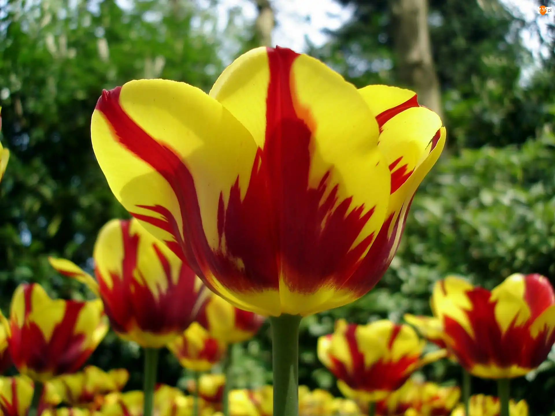 Czerwone, Rozmycie, Żółto, Tulipany, Zbliżenie
