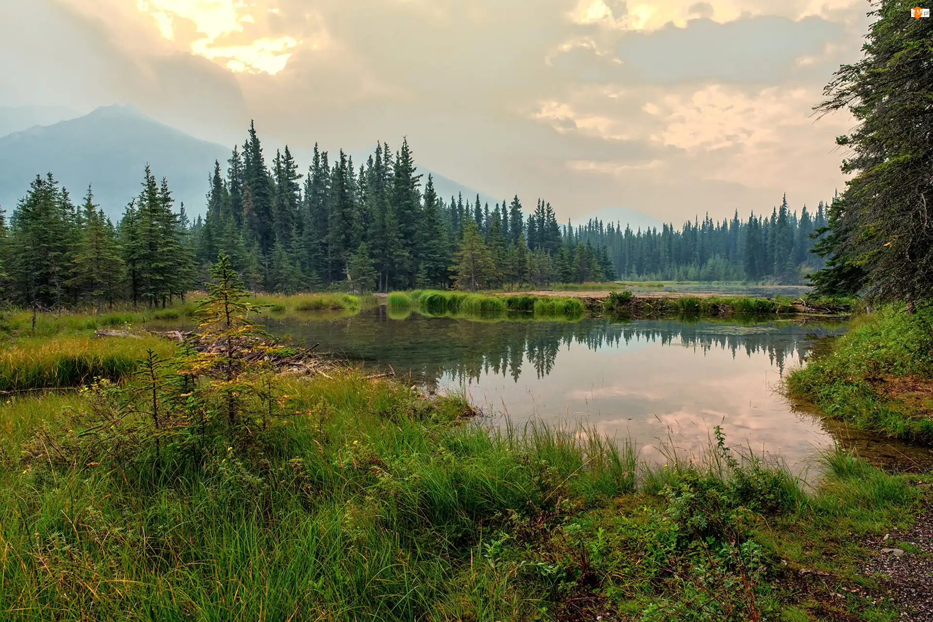 Trawa, Stany Zjednoczone, Lasy, Góry, Alaska, Jezioro, Drzewa, Park Narodowy Denali