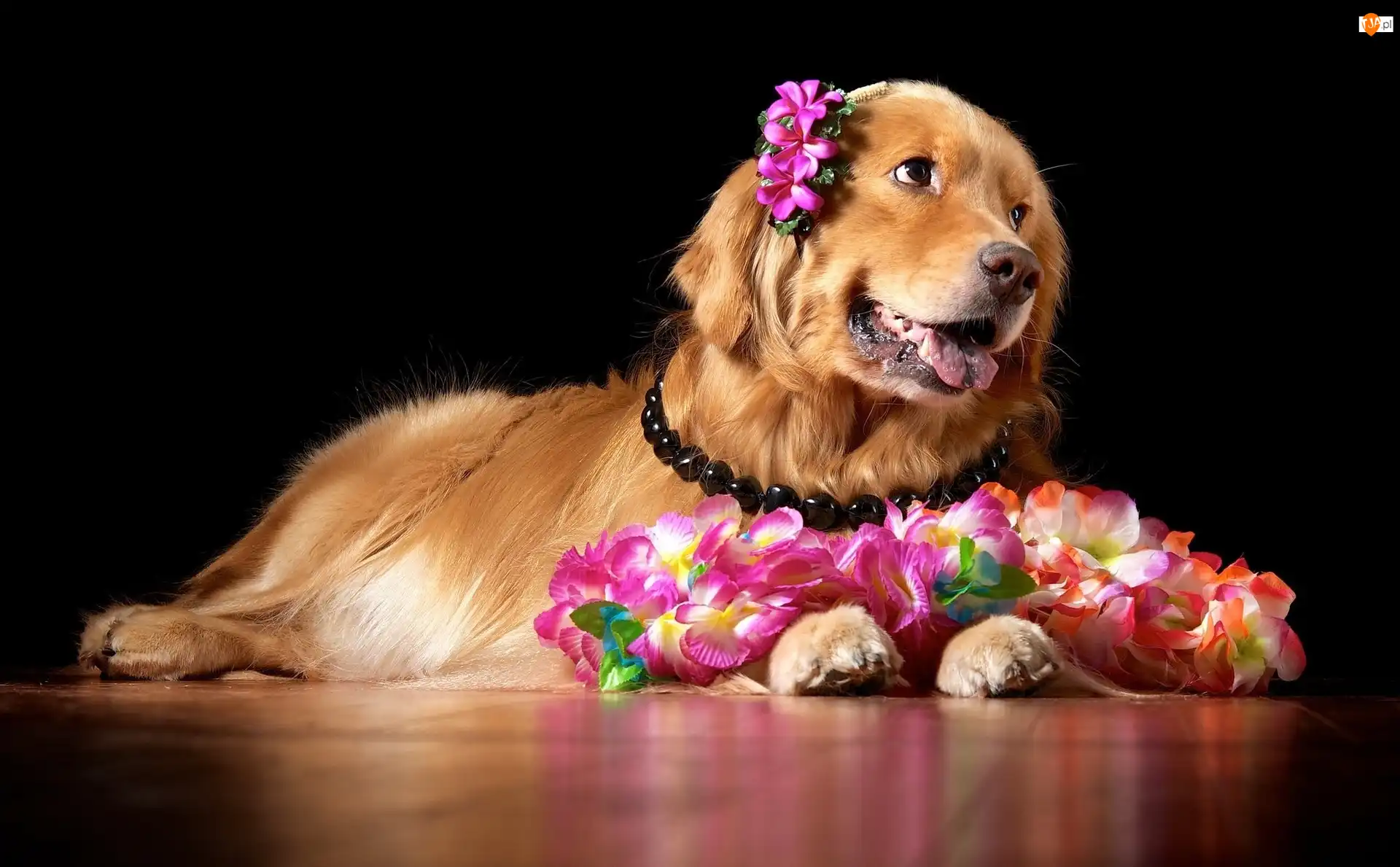 Golden Retriever, Piesek, Kwiaty