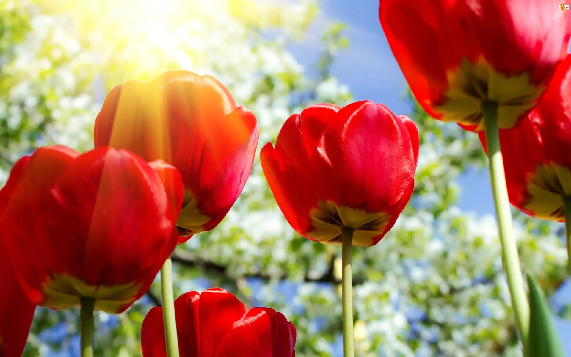 Tulipany, Promienie, Słońca, Czerwone