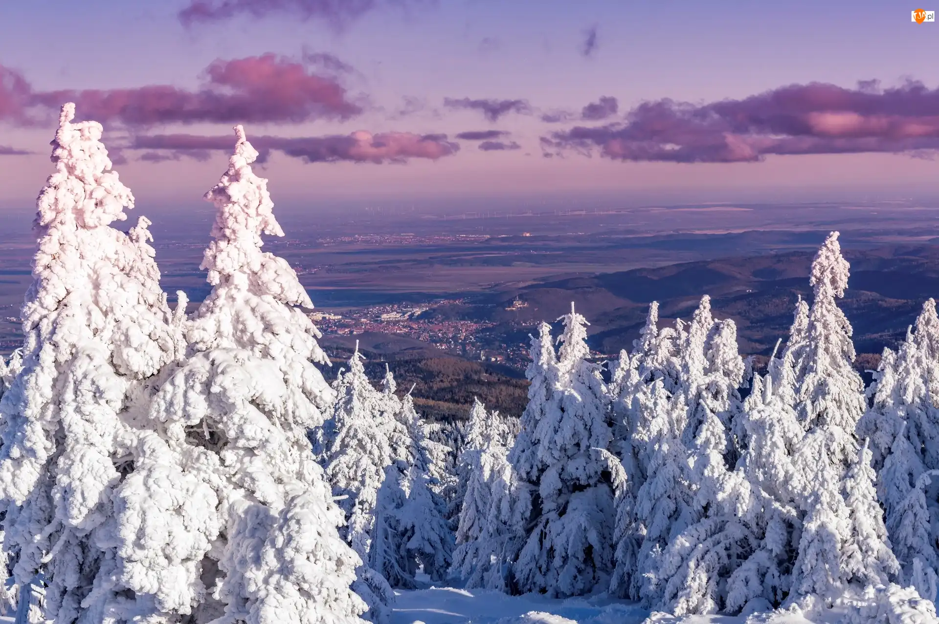 Drzewa, Niemcy, Zima, Świerki, Saksonia-Anhalt, Śnieg, Góry, Miasto Wernigerode