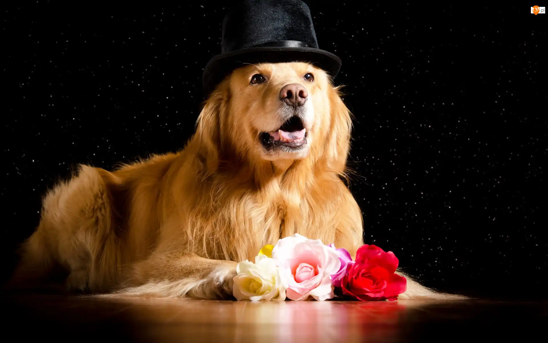 Kapelusz
, Róże, Golden retriever
