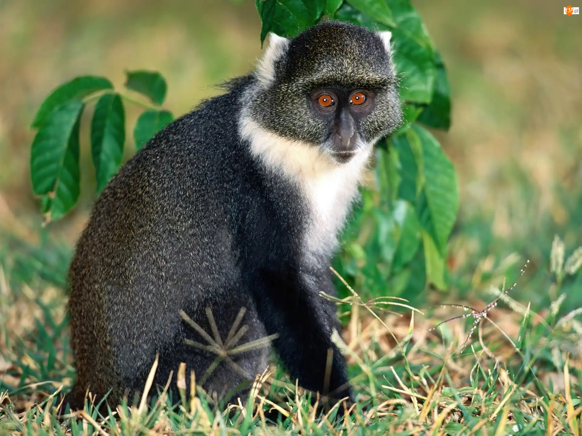 lemur, Małpa