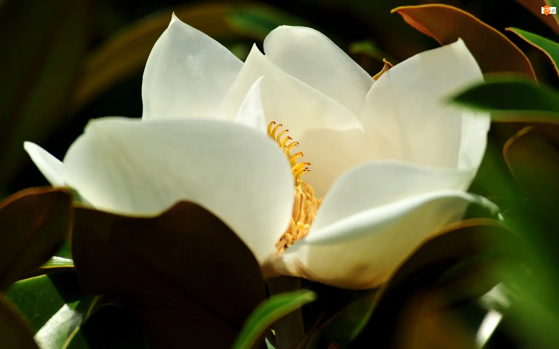 Liście, Biała, Magnolia, Kwiat