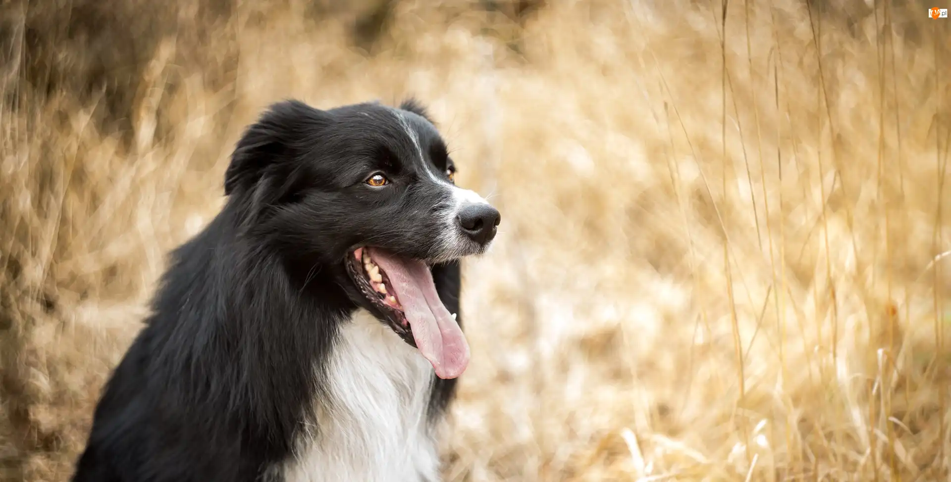Border collie, Mordka, Bokeh, Pies, Tło, Rozmyte, Jęzor