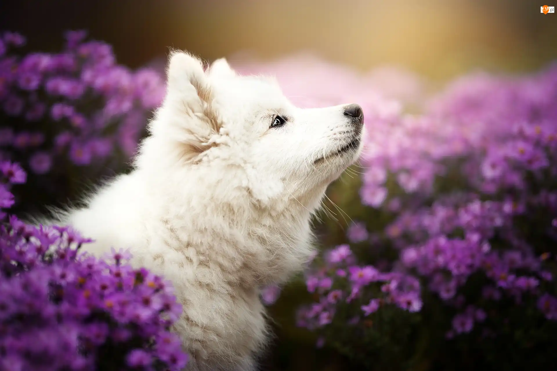 Samojed, Kwiat, Szczeniak, Pies, Fioletowy