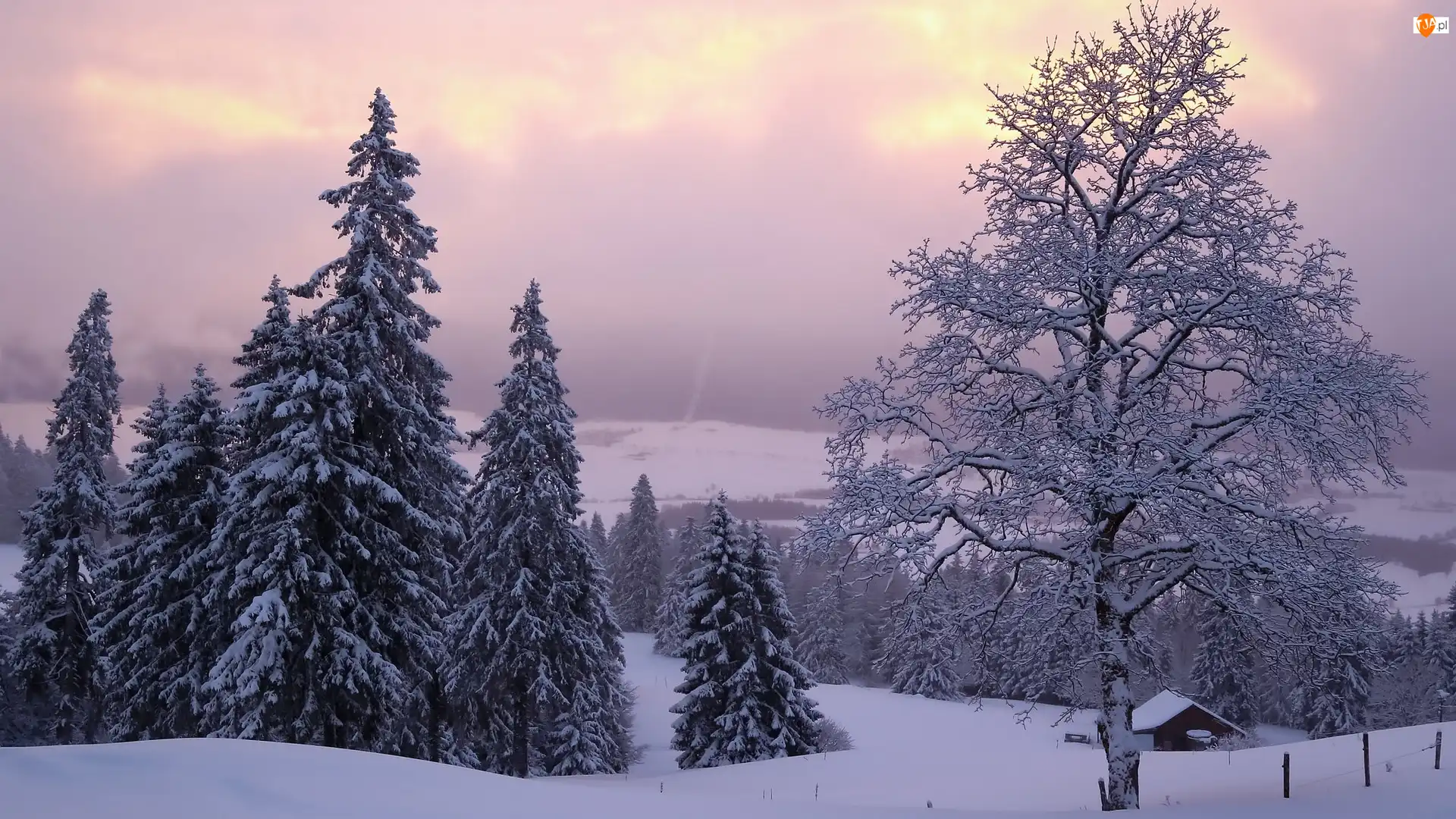 Śnieg, Drzewa, Szwajcaria, Zima, Neuchatel, Domek, Świerki