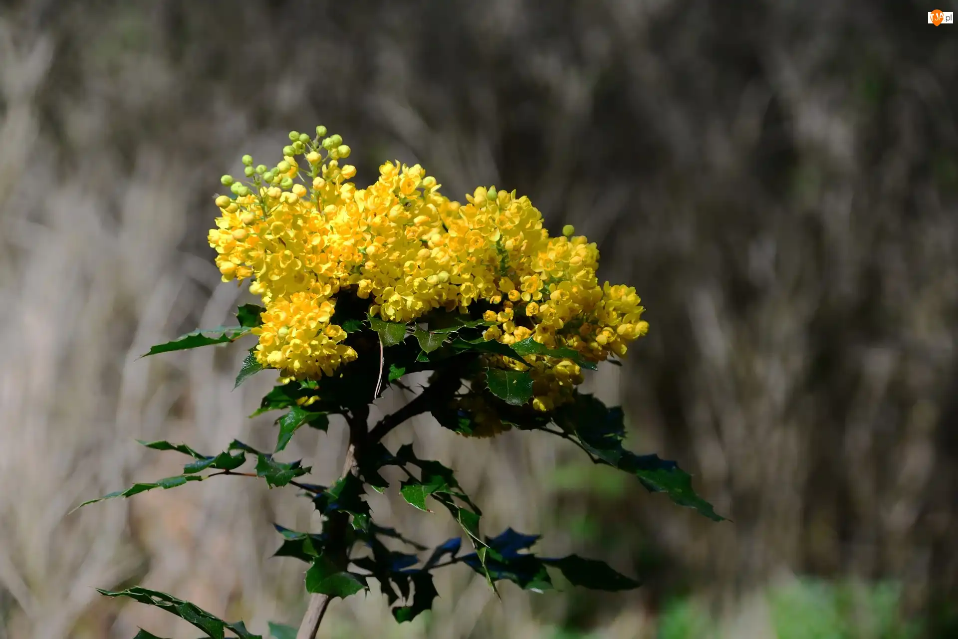 Mahonia pospolita, Kwiaty, Gałązka, Krzew, Żółte
