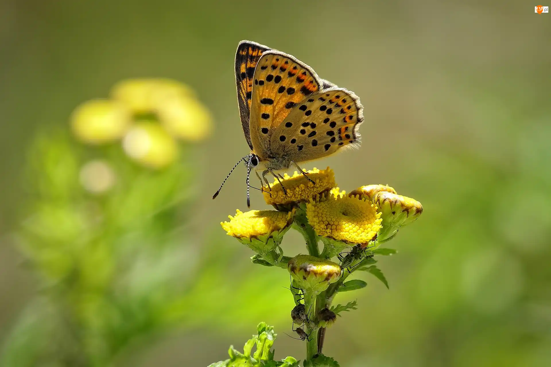 Kwiaty, Motyl, Czerwończyk uroczek, Żółte