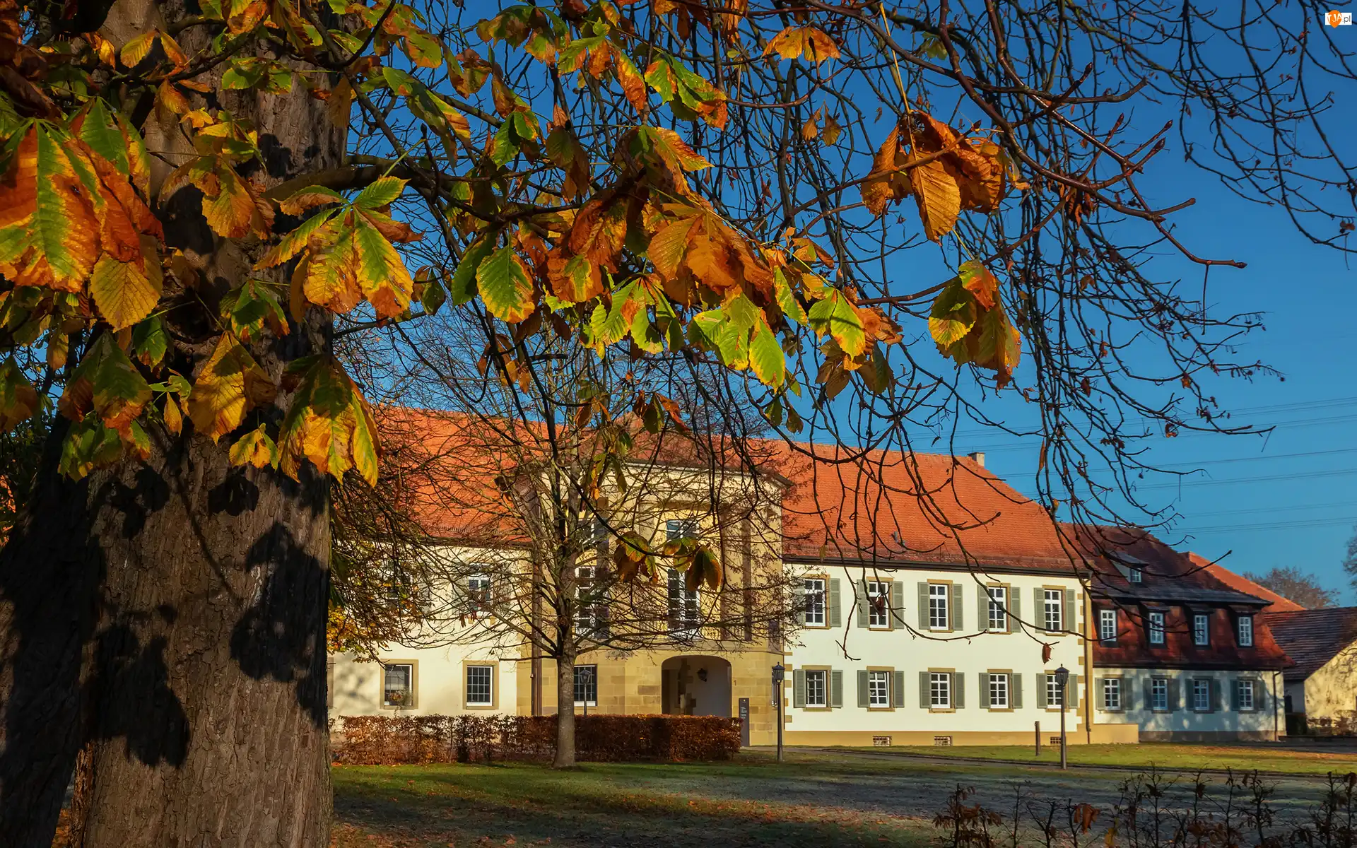 Ludwigsburg, Niemcy, Drzewo, Pałac Monrepos, Badenia-Wirtembergia