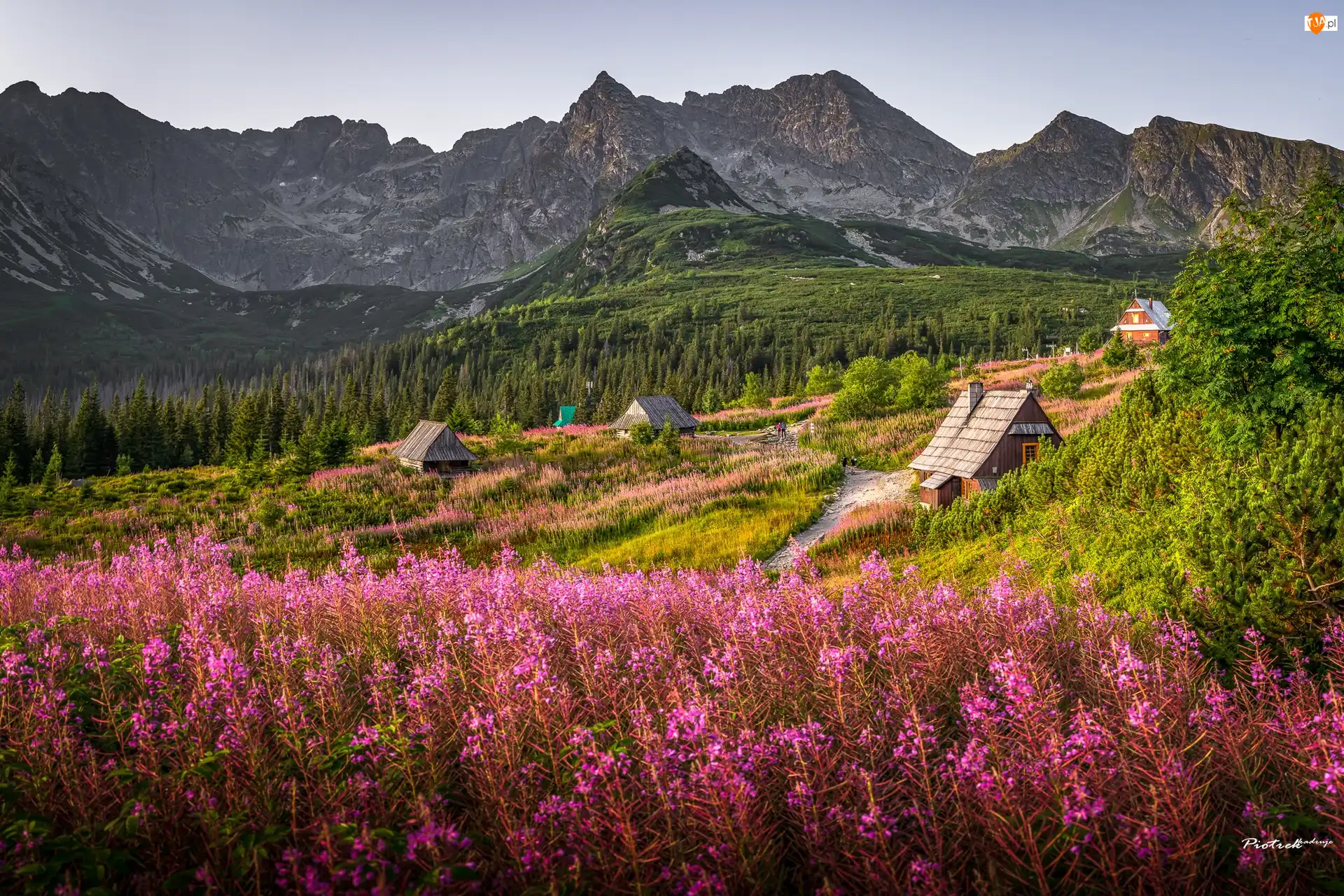 Polska, Kwiaty, Wierzbówka kiprzyca, Drewniane, Tatry, Góry, Łąka, Hala Gąsienicowa, Domy, Tatrzański Park Narodowy