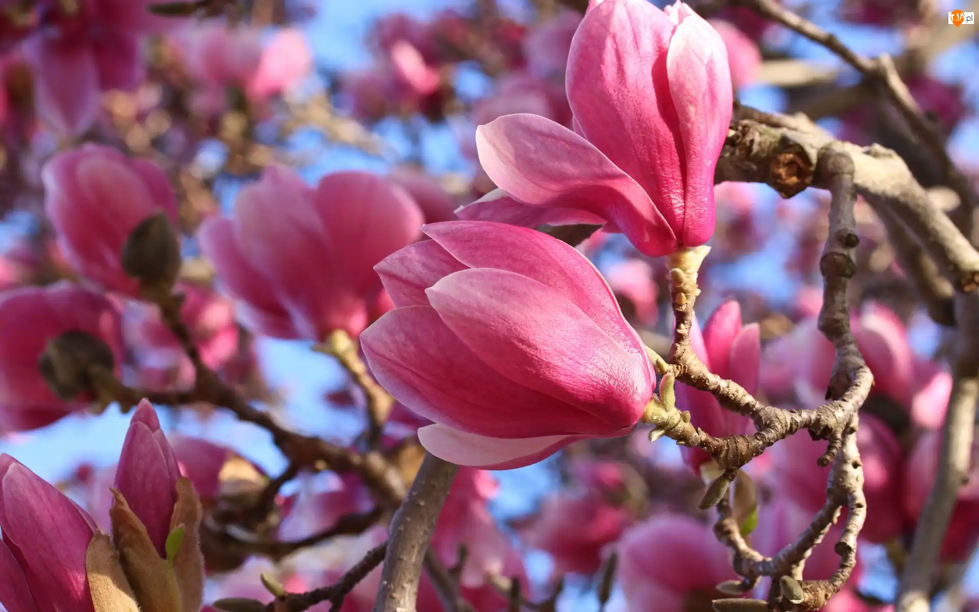 Kwiaty, Zbliżenie, Różowe, Magnolia, Gałązki