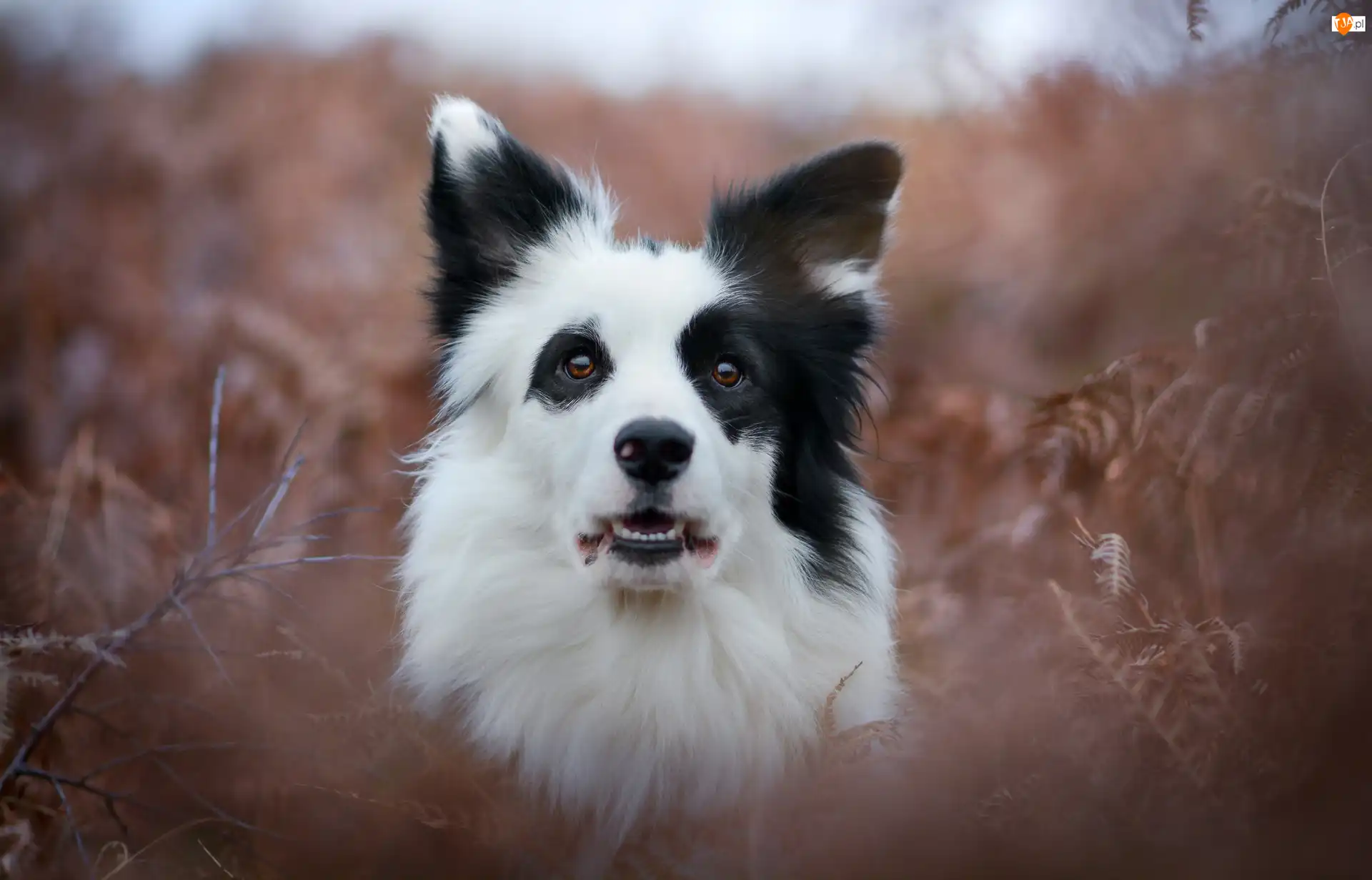 Portret, Border collie