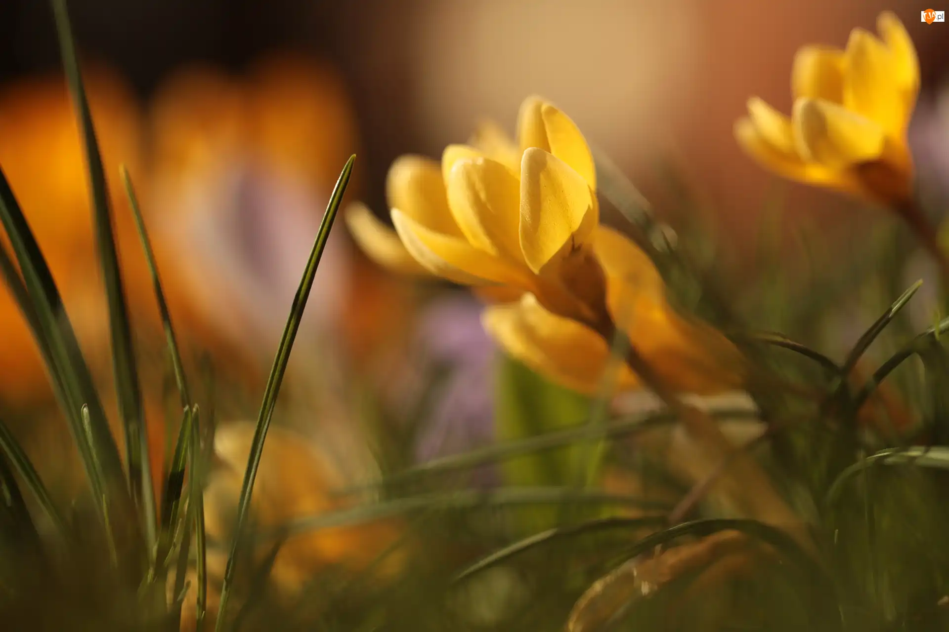 Rozmycie, Żółty, Krokus, Kwiat