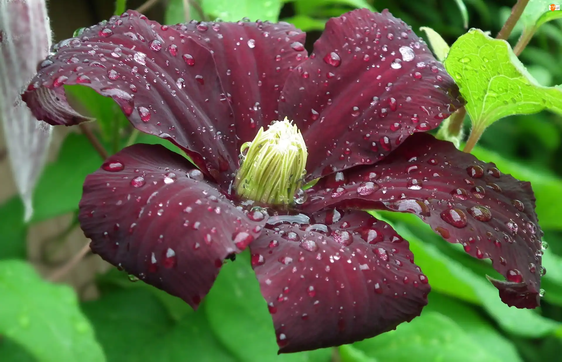 Clematis, Przyroda, Kwiat