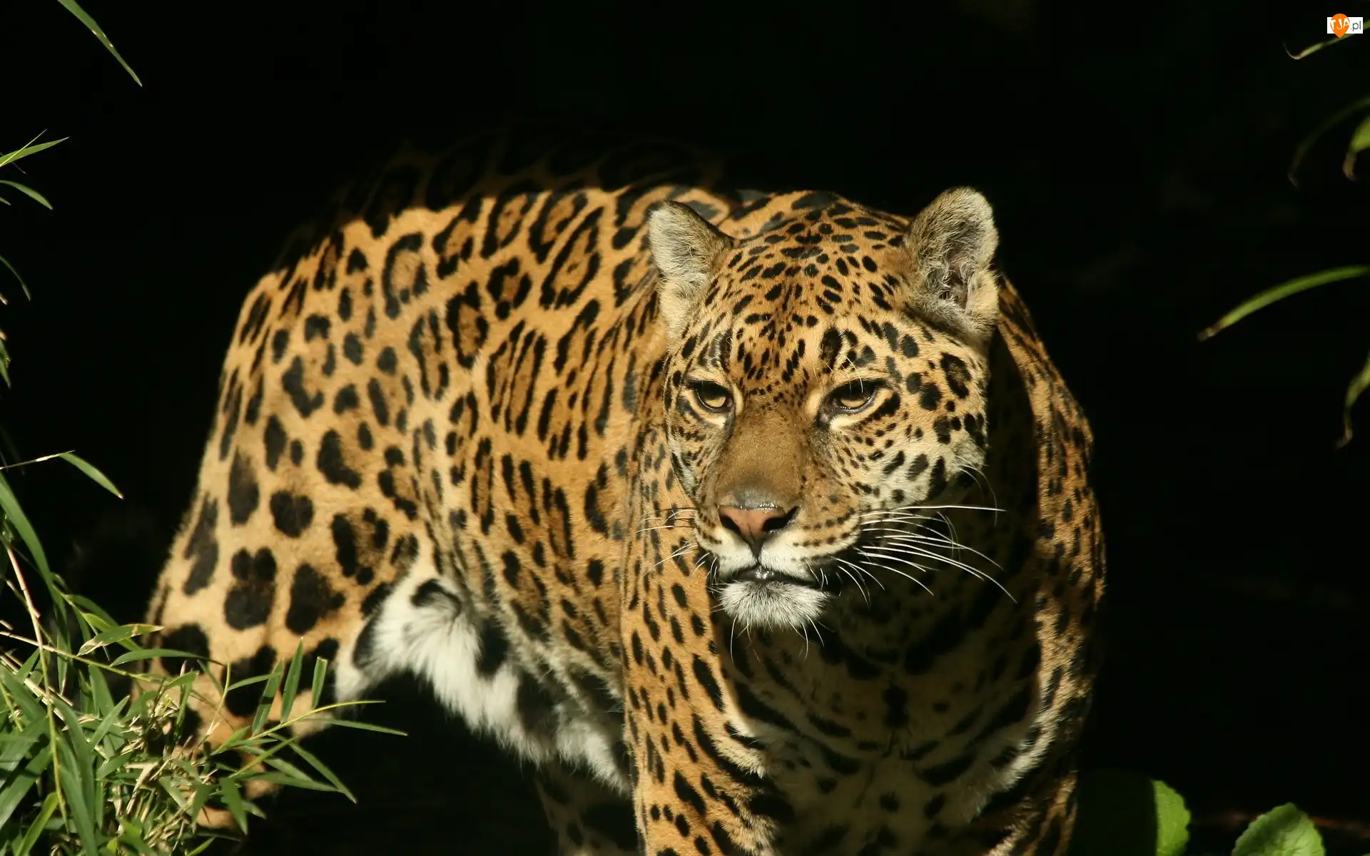 Jaguar, Dziki, Kot
